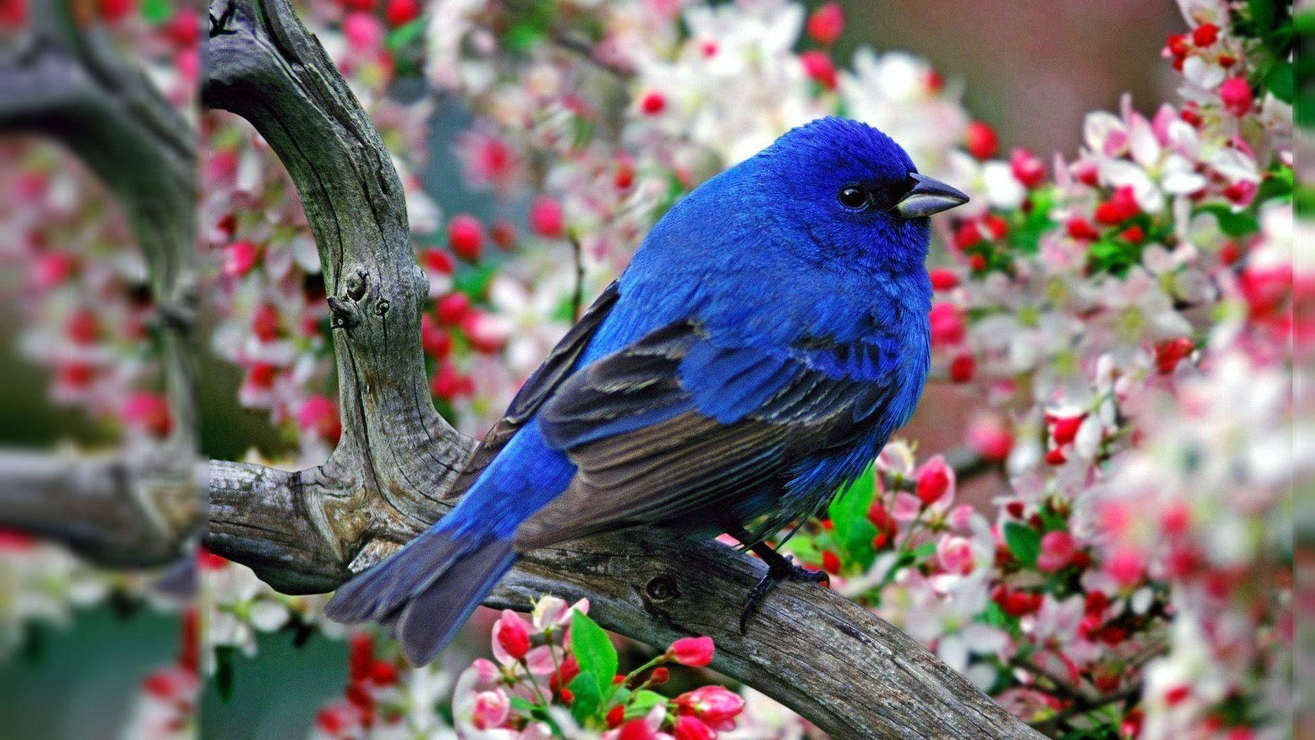 bluebird, gnarled branch, blooming pink and white flowers, Full HD Desktop Wallpaper