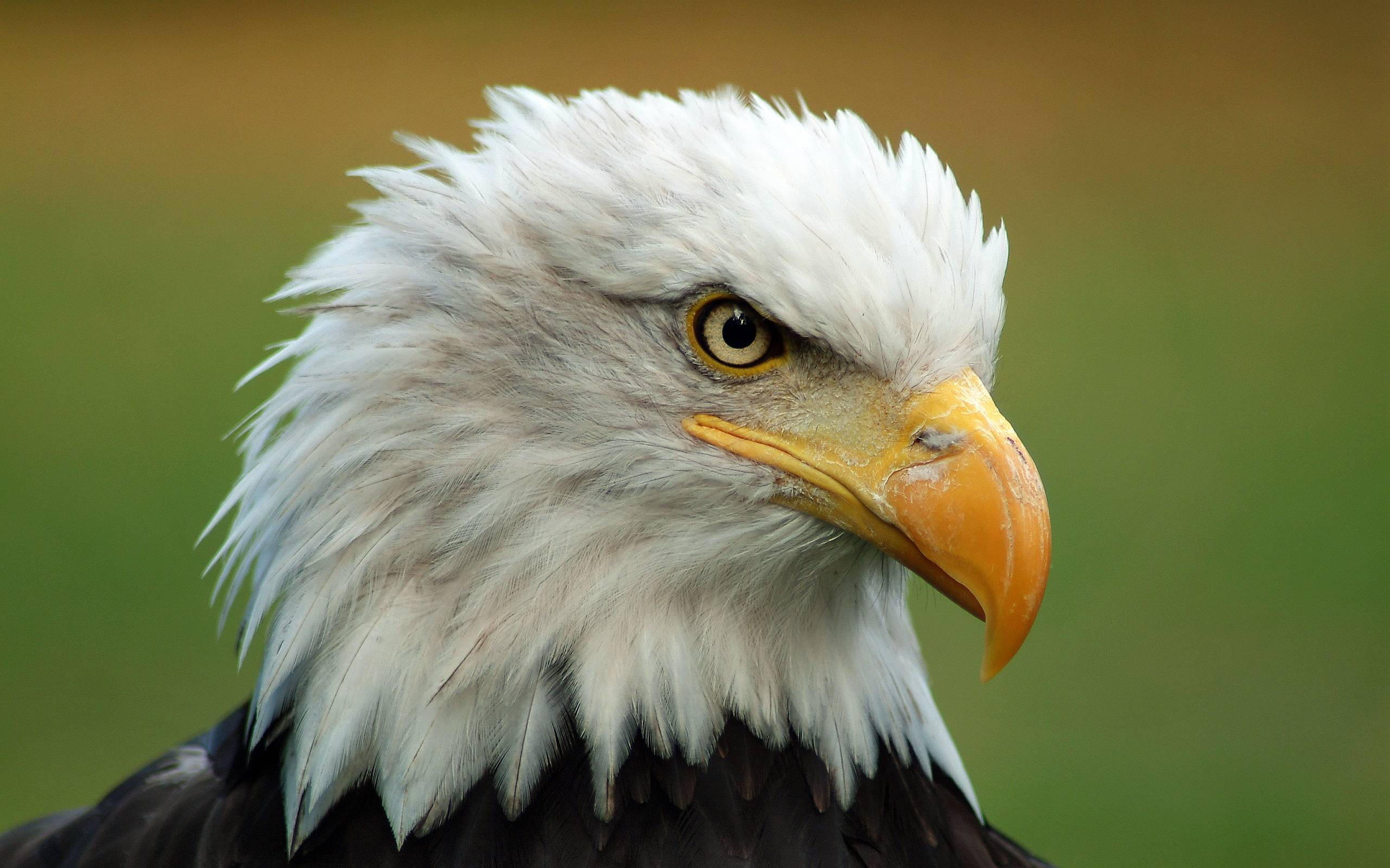 white headed bald eagle, bald eagle, white head feathers, 2K Desktop Wallpaper