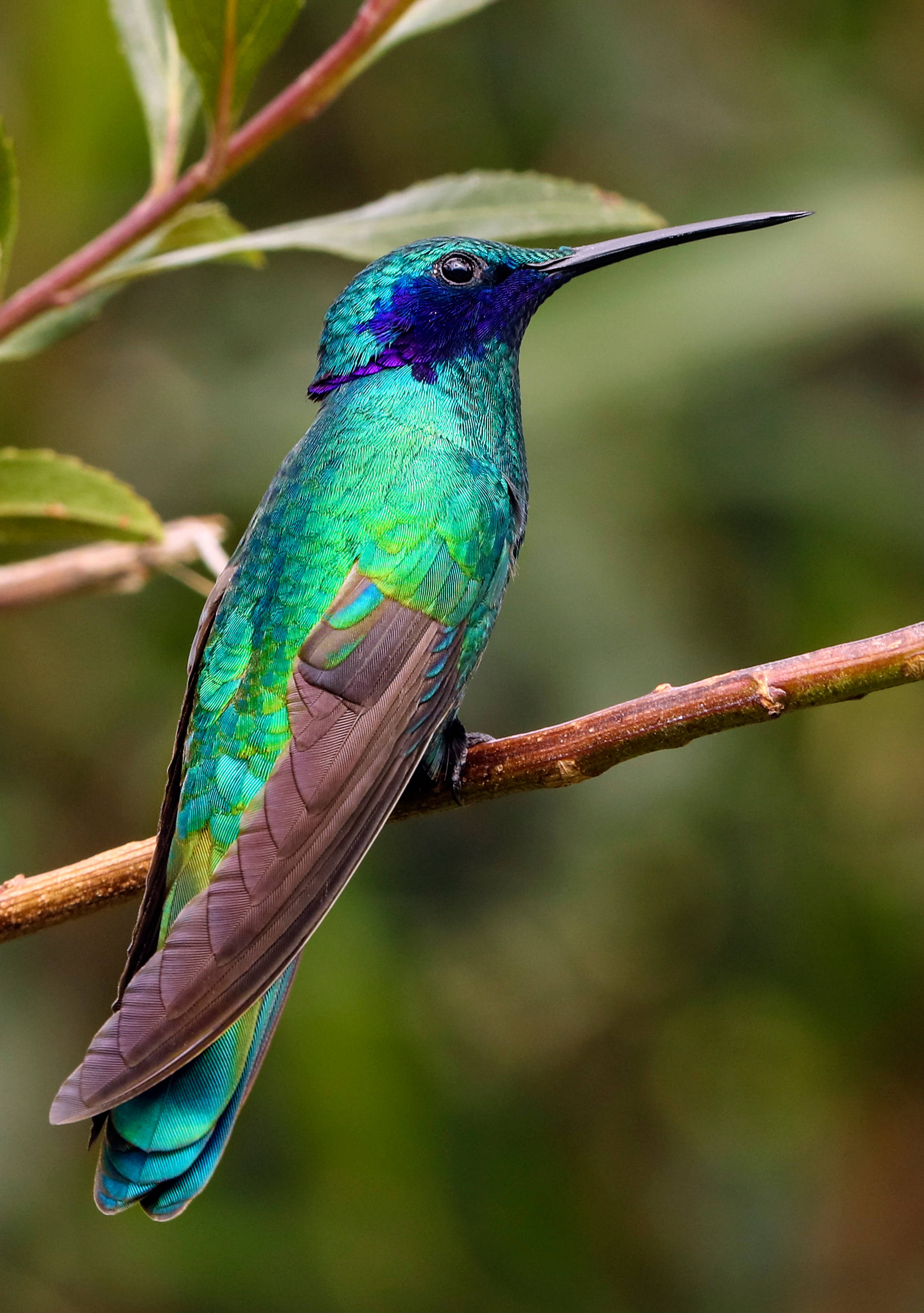 iridescent hummingbird, vibrant green, blue hummingbird, 2K Phone Wallpaper
