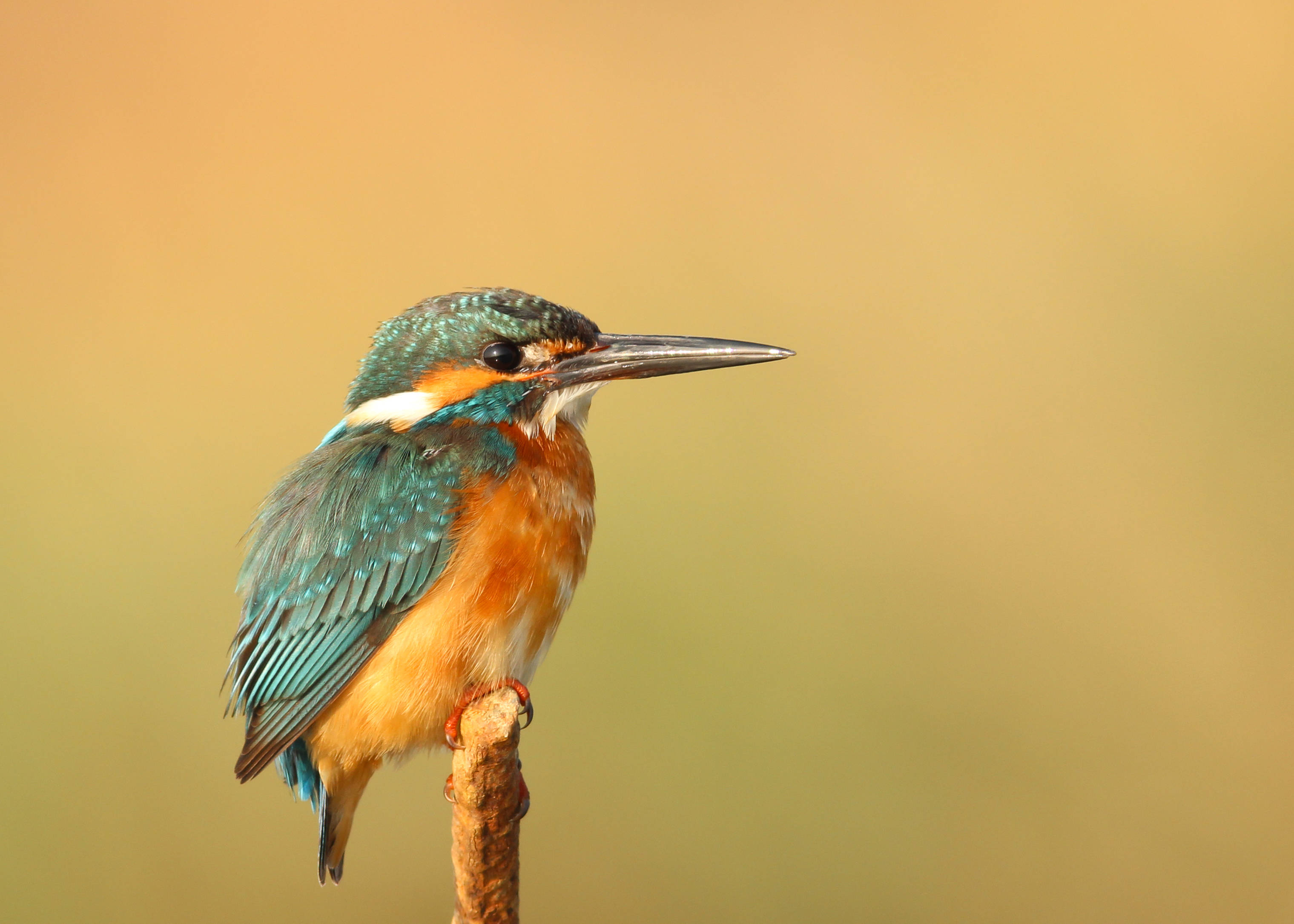 kingfisher, twig, golden blurred background, 2K Desktop Wallpaper