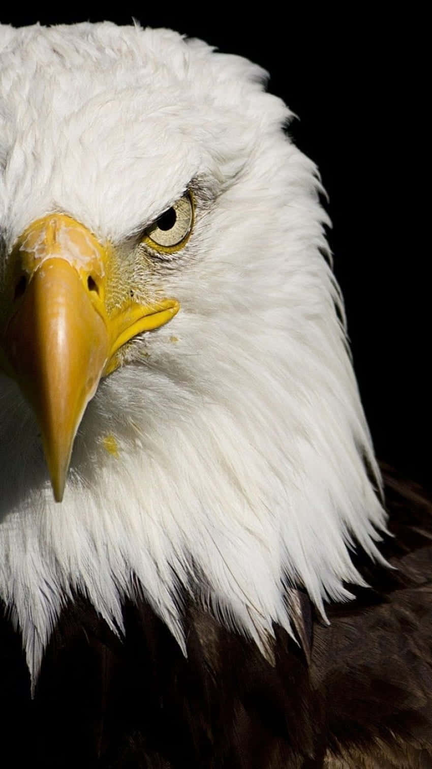 bald eagle, white feathers, sharp yellow beak, HD Phone Wallpaper