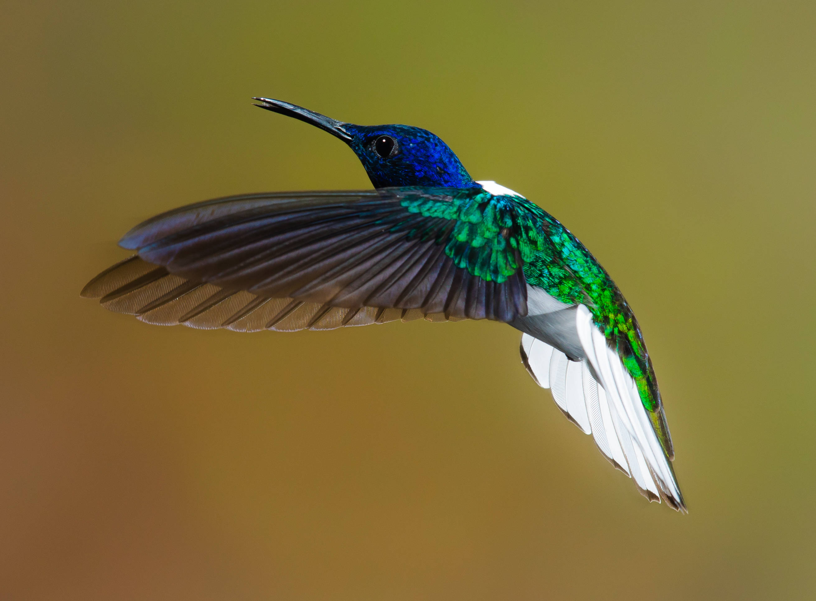 hummingbird, iridescent blue head, green body, 2K Desktop Wallpaper