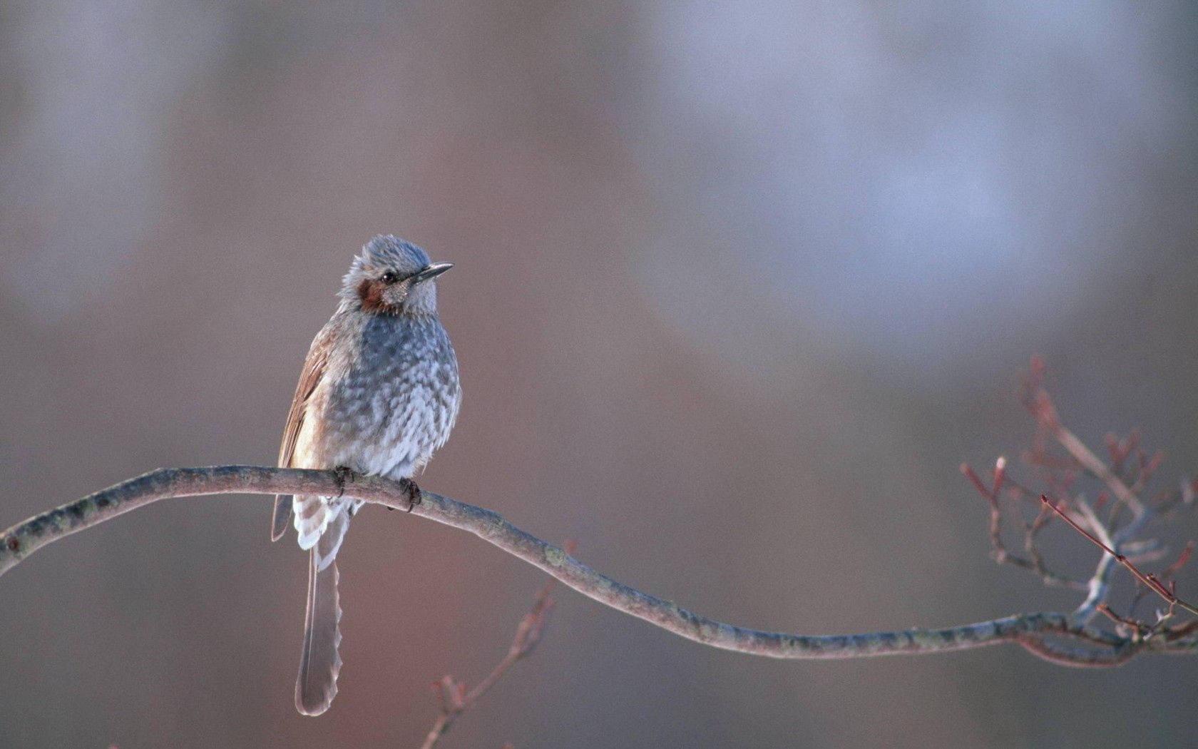 brown bird, branch, gray and brown feathers, HD Desktop Wallpaper