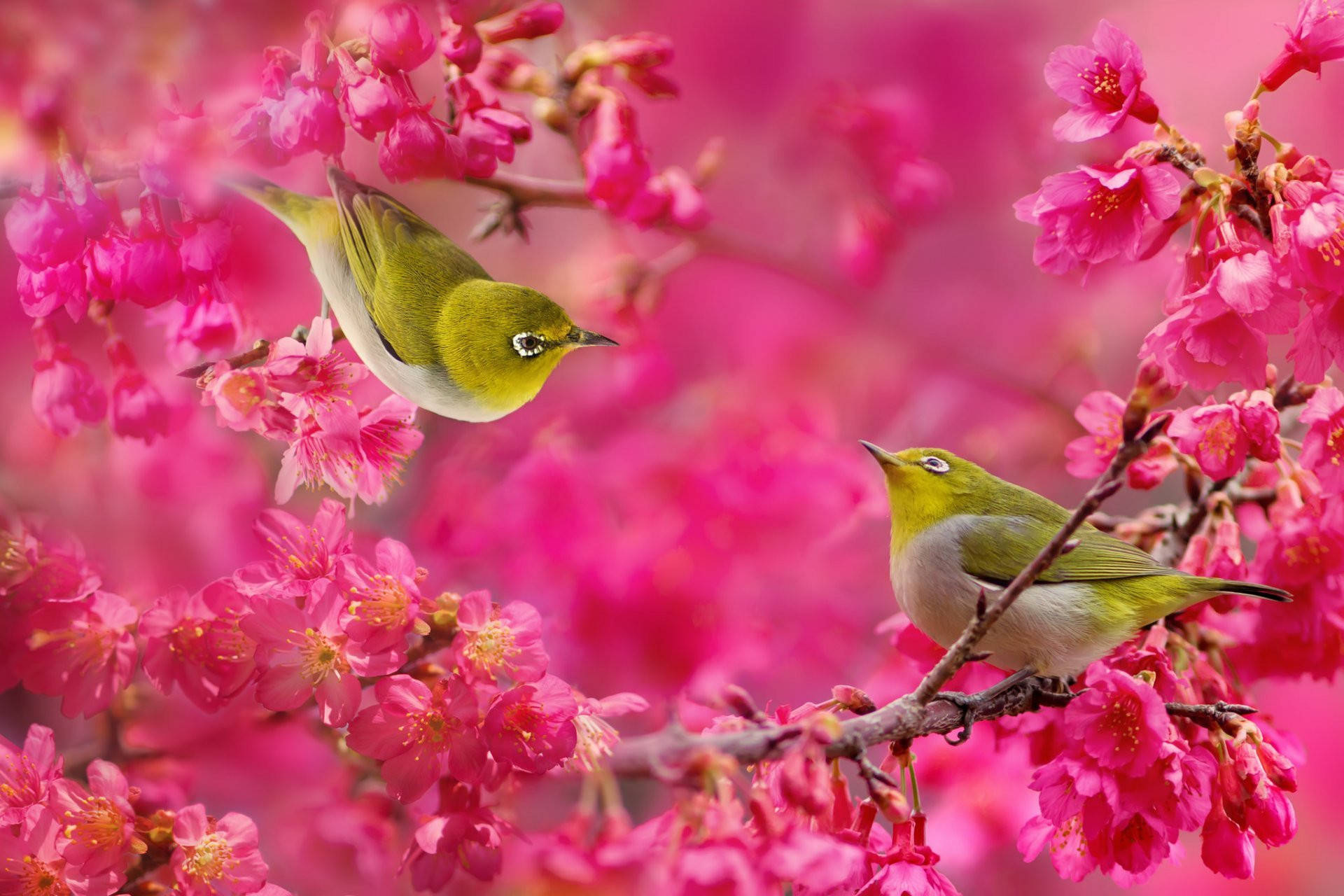 1920x1080 HD, birds warbling, white-eye, Full HD Desktop Wallpaper