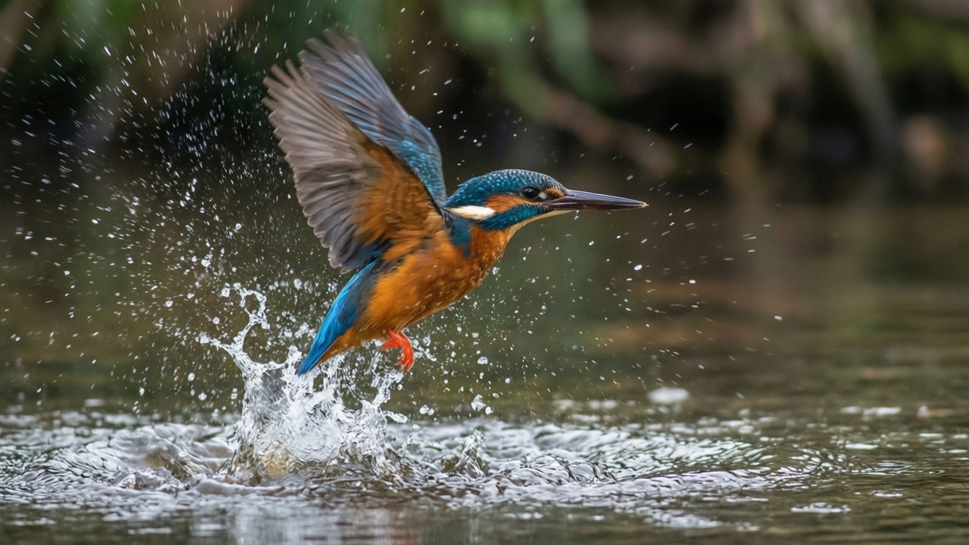 kingfisher, iridescent blue, orange plumage, Full HD Desktop Wallpaper