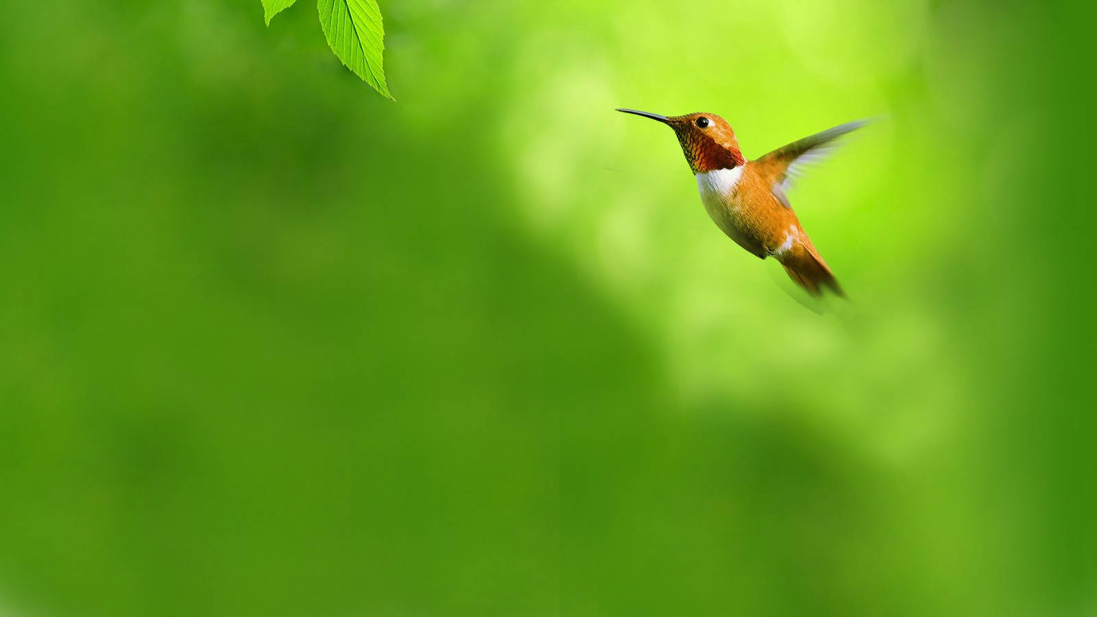 hummingbird, Full HD 1600x900, soft green blurred background, HD Desktop Wallpaper