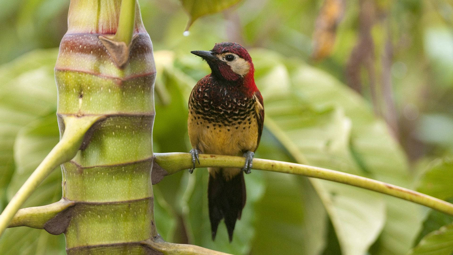 vibrant red-necked woodpecker, thick green stem, lush tropical foliage, Full HD Desktop Wallpaper