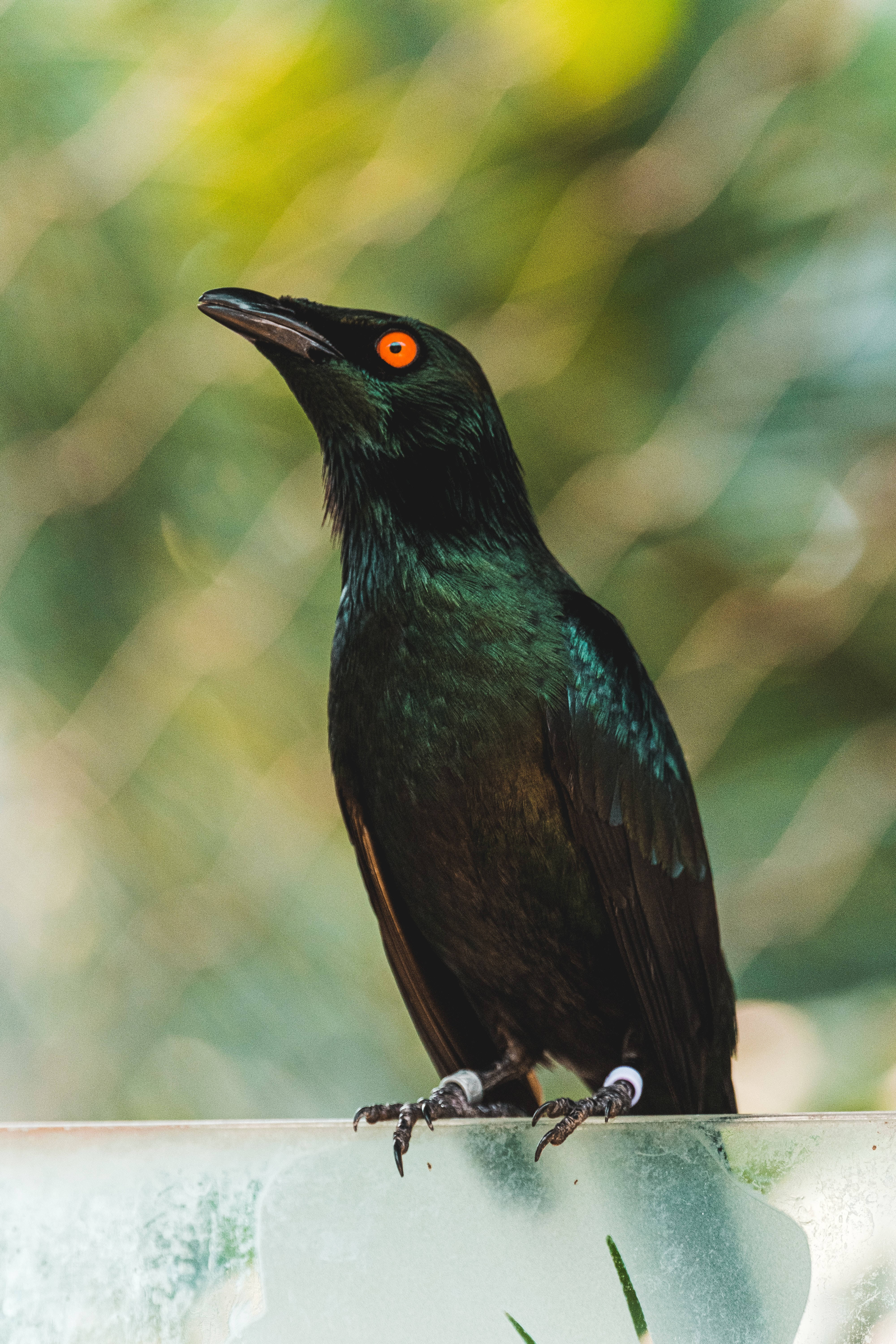 black animal bird, glossy black, bright orange eye, 5K Phone Wallpaper
