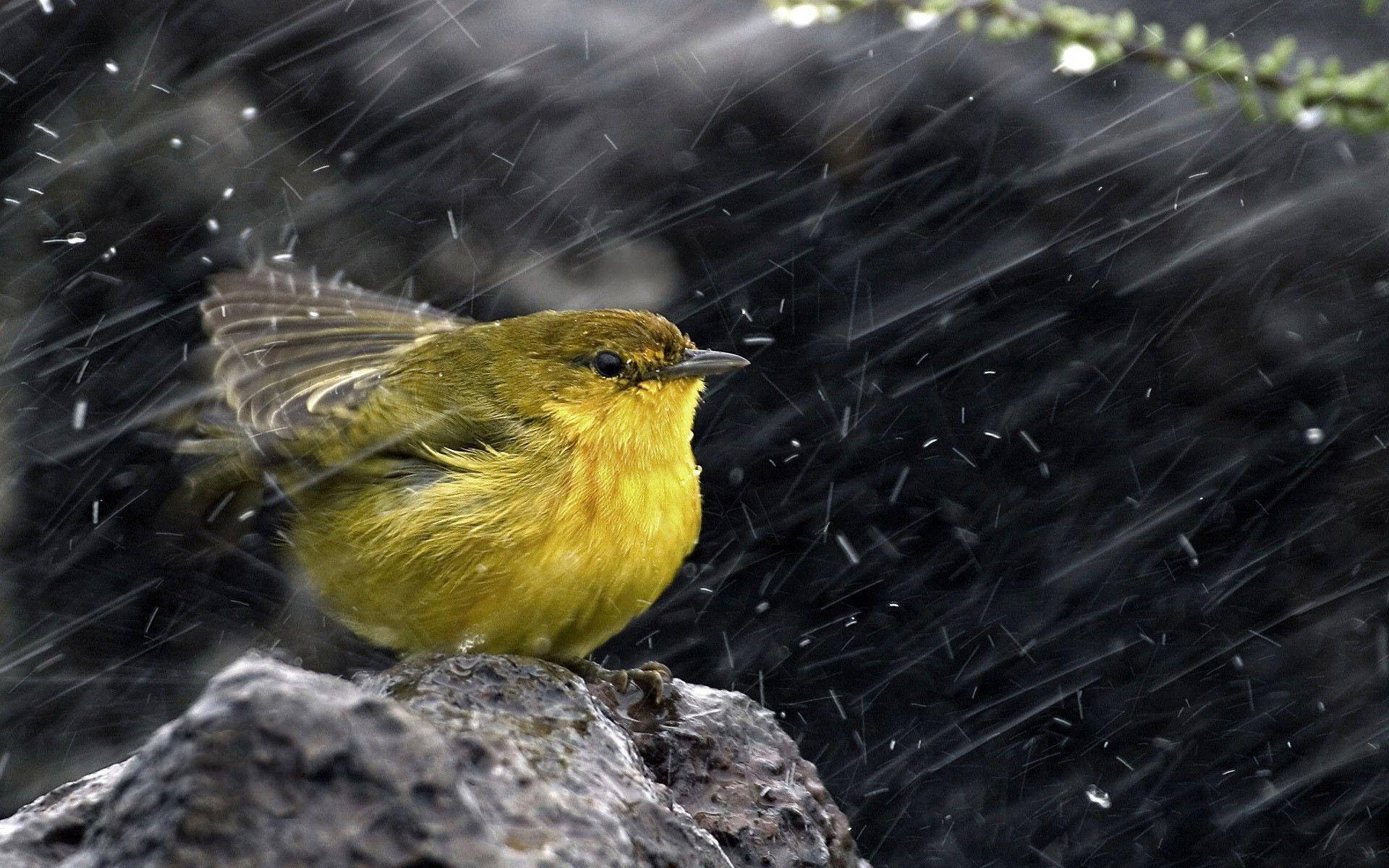 yellow bird, wet rock, rain, Full HD Desktop Wallpaper