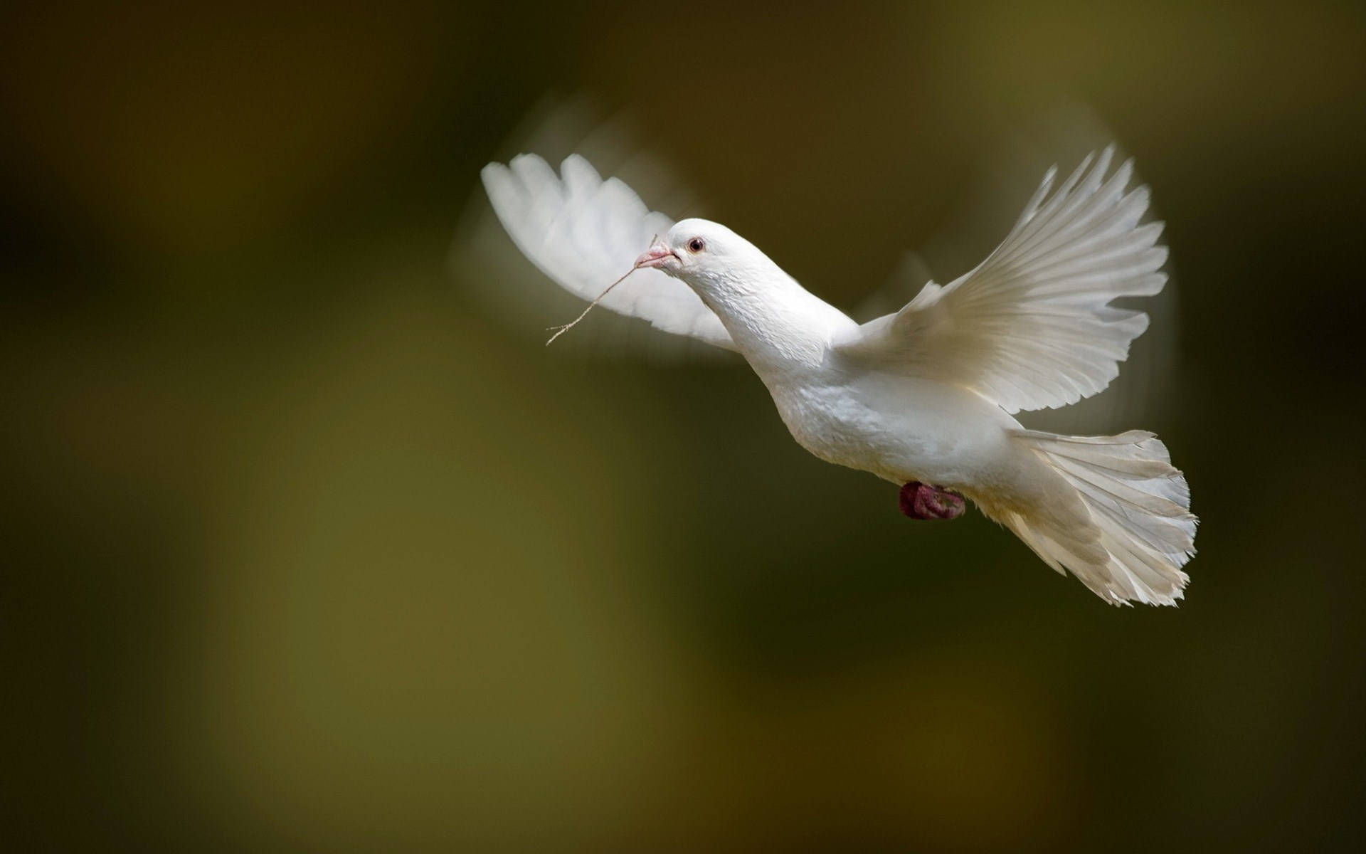 white dove, twig, mid-flight, Full HD Desktop Wallpaper