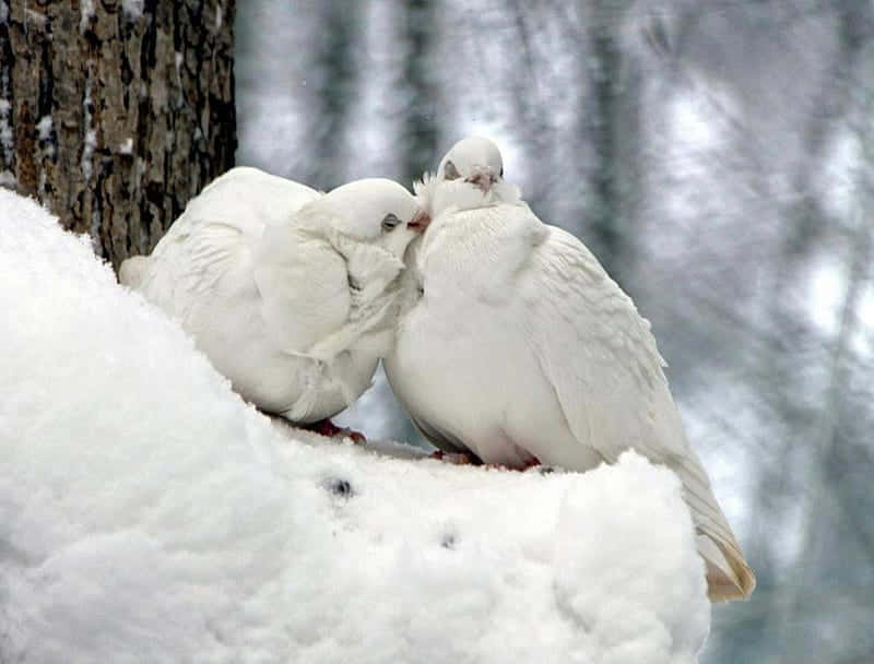 white doves, snowy mound, tree trunk, SD Desktop Wallpaper