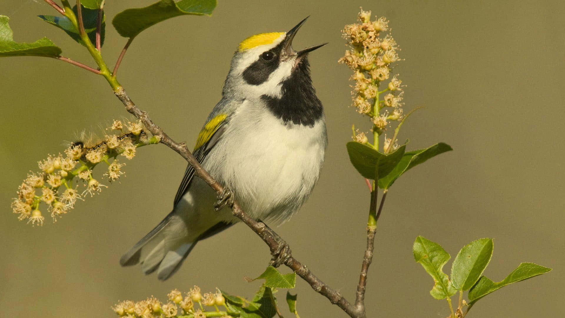 golden-crowned warbler, branch, delicate blossoms, Full HD Desktop Wallpaper