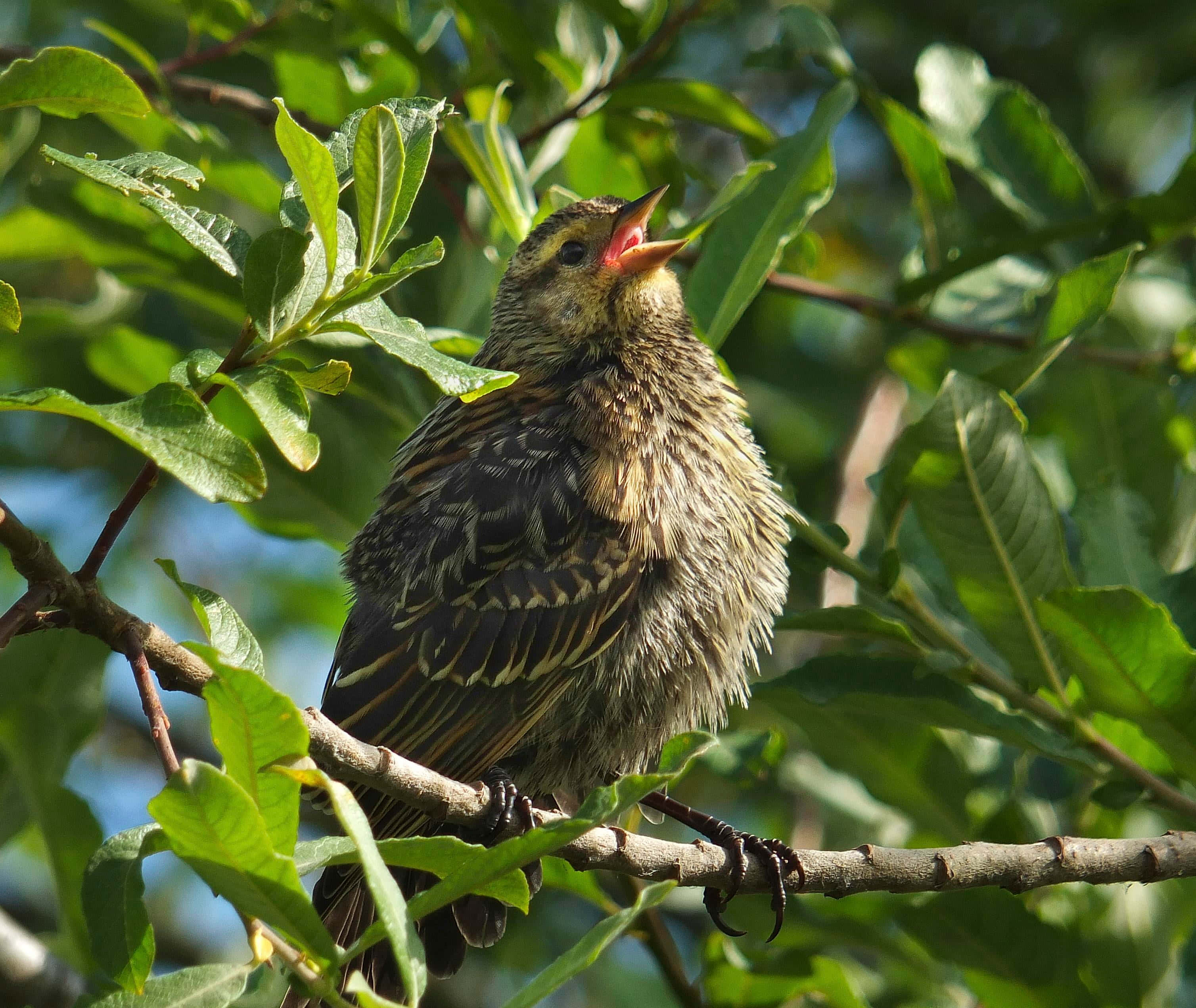 Birds Chirping, Morning Melodies, striped feathers, 2K Desktop Wallpaper