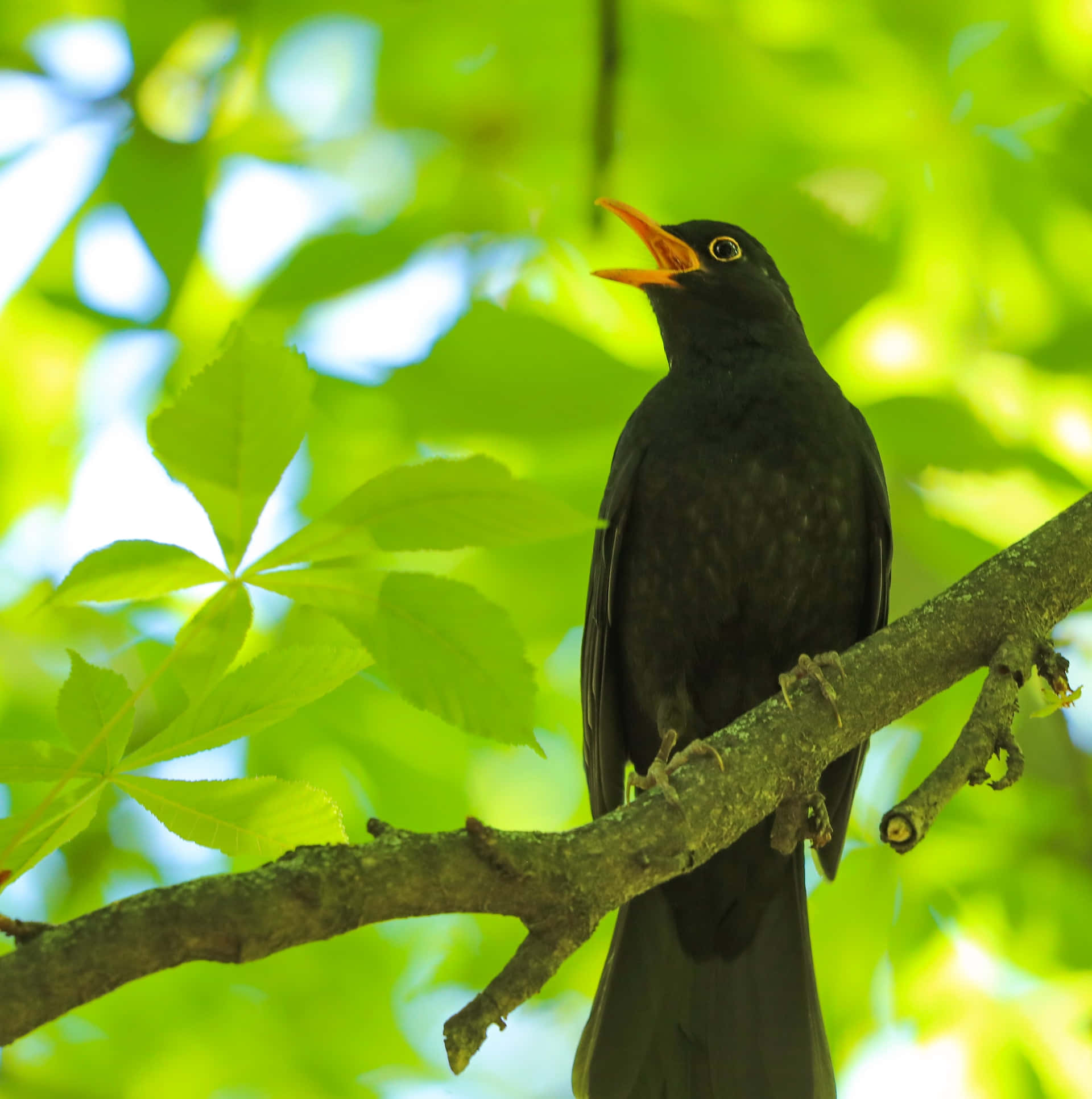 blackbird, sunlit branch, vibrant green leaves, Full HD Phone Wallpaper