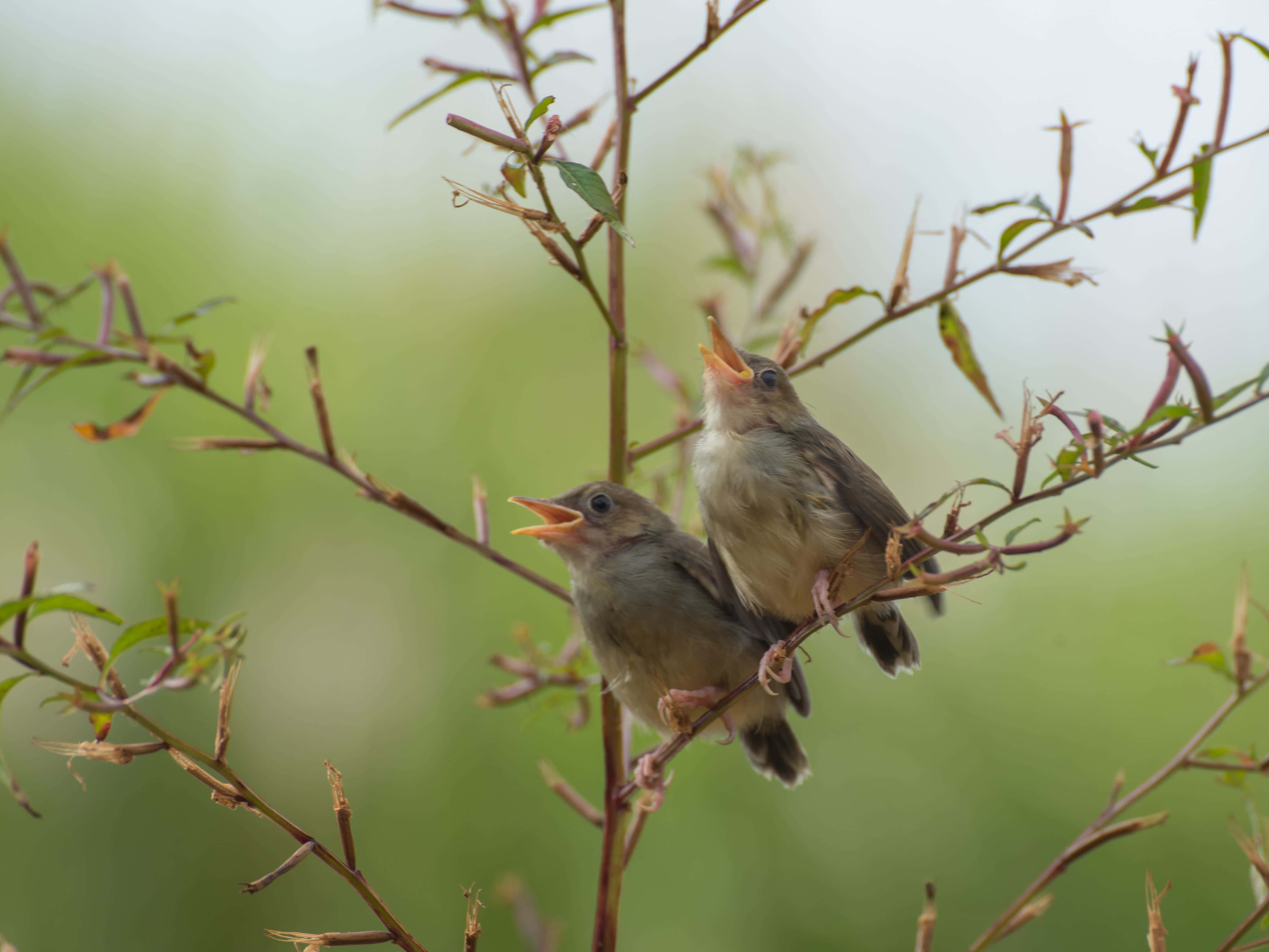 birds chirping, sunrise, baby birds, 4K Desktop Wallpaper