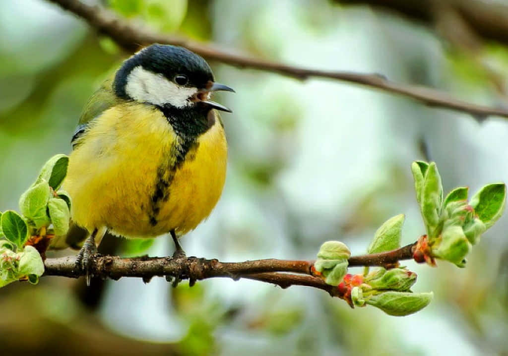 birds chirping, vibrant yellow and black bird, lush green forest, SD Desktop Wallpaper