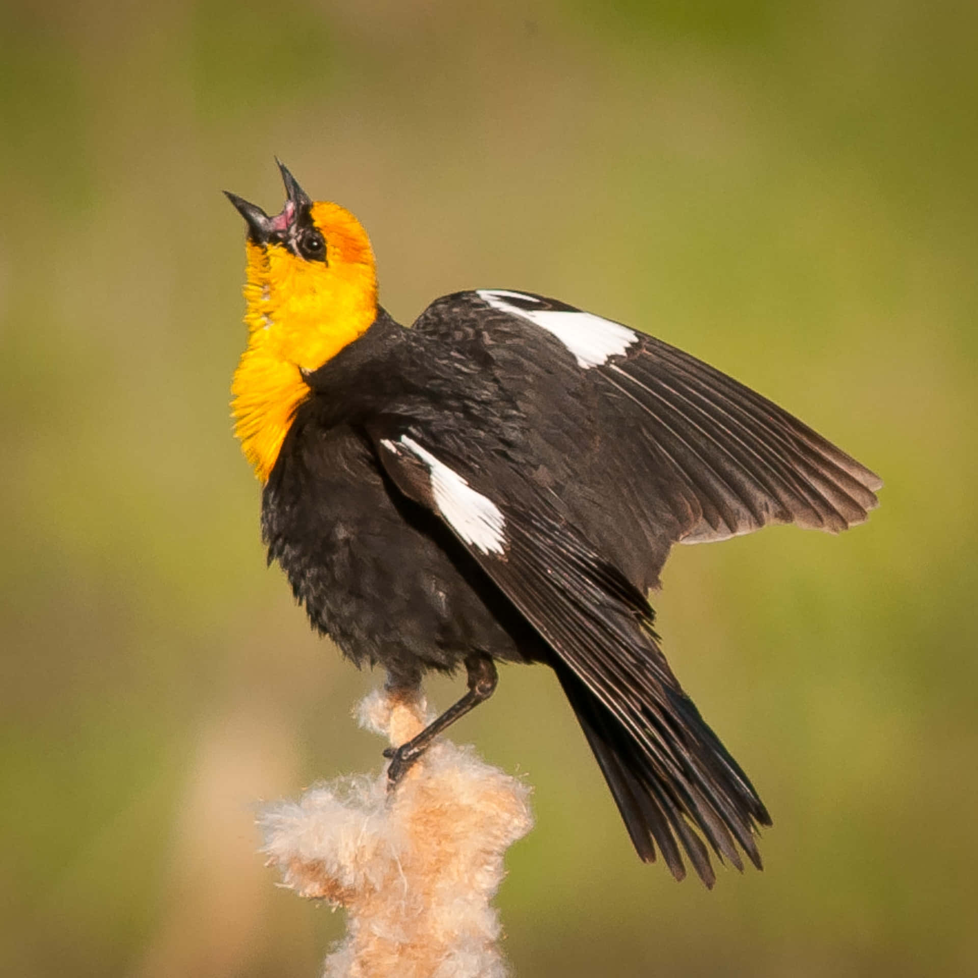 yellow-headed black bird, white wing patches, fuzzy reed stalk, Full HD Desktop Wallpaper