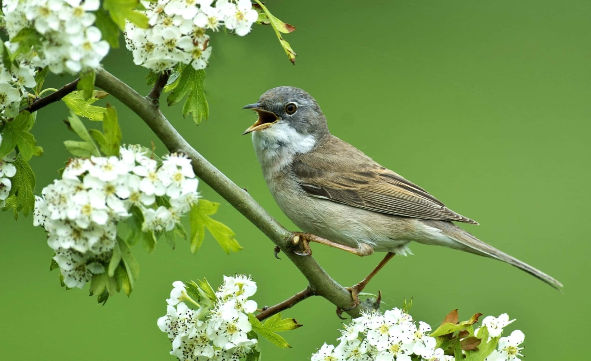 birds chirping, gray bird, branch, Full HD Desktop Wallpaper