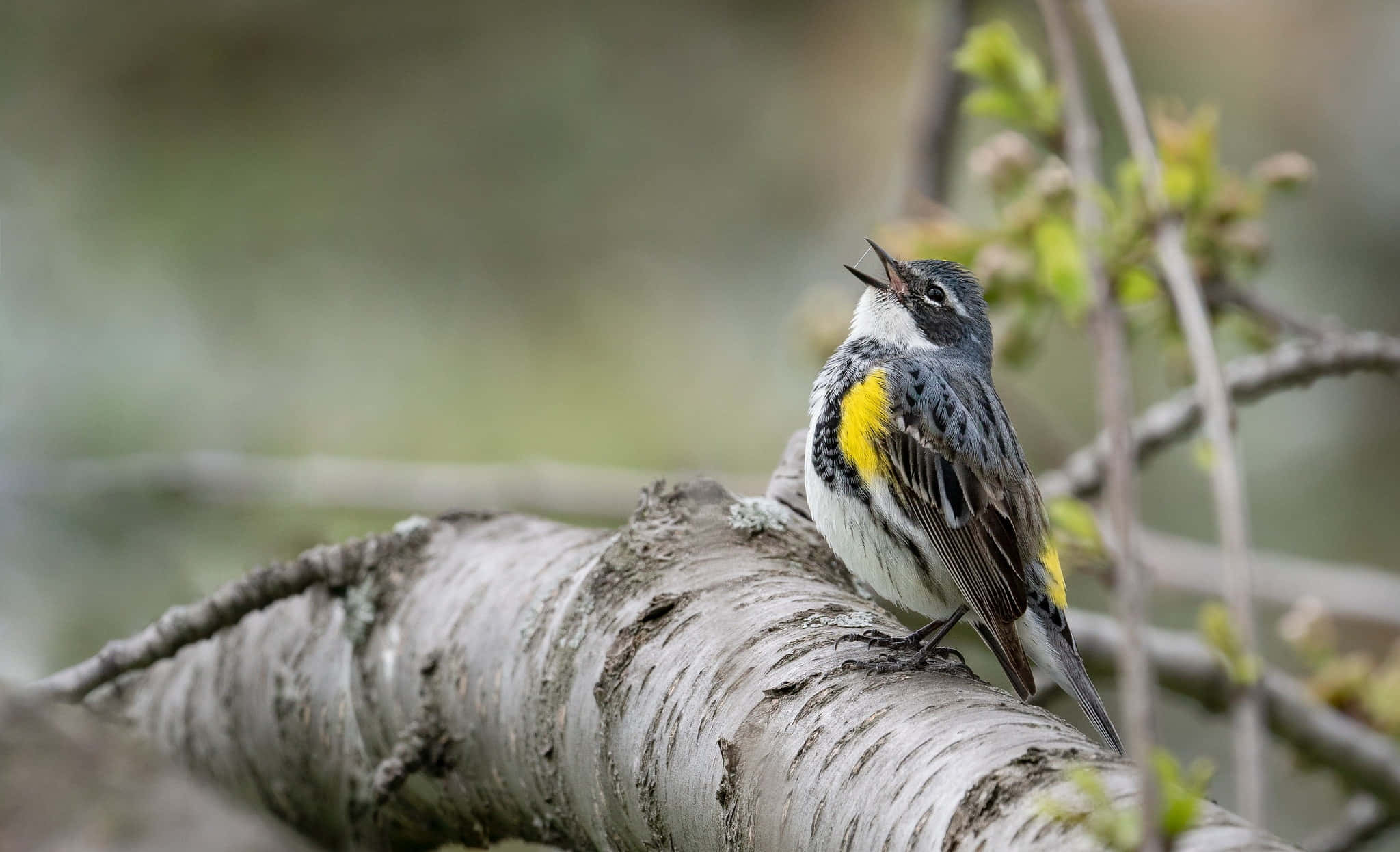 birds chirping, gray wings, yellow patches, Full HD Desktop Wallpaper