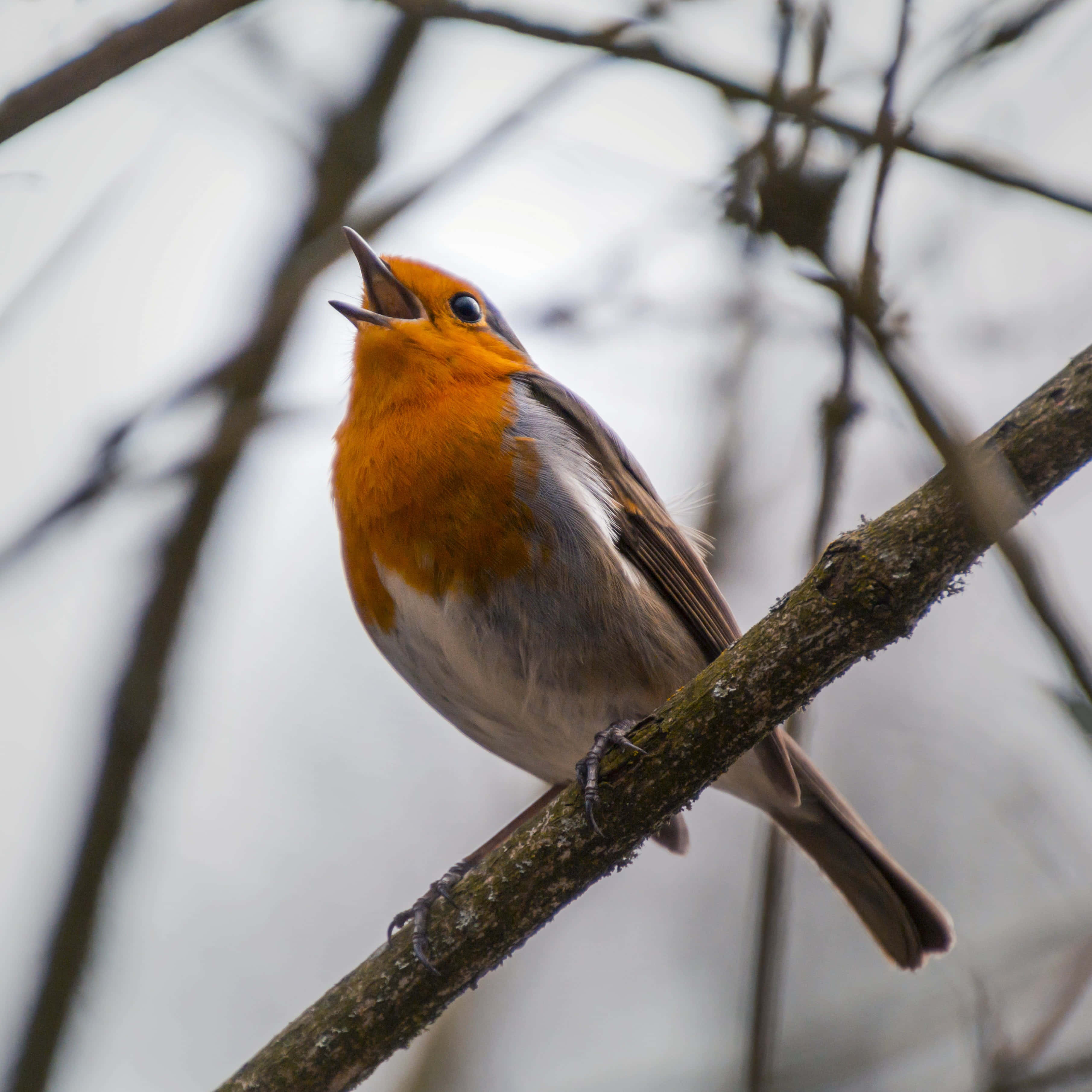 orange-breasted robin, mossy branch, soft blurred winter backdrop, 2K Desktop Wallpaper