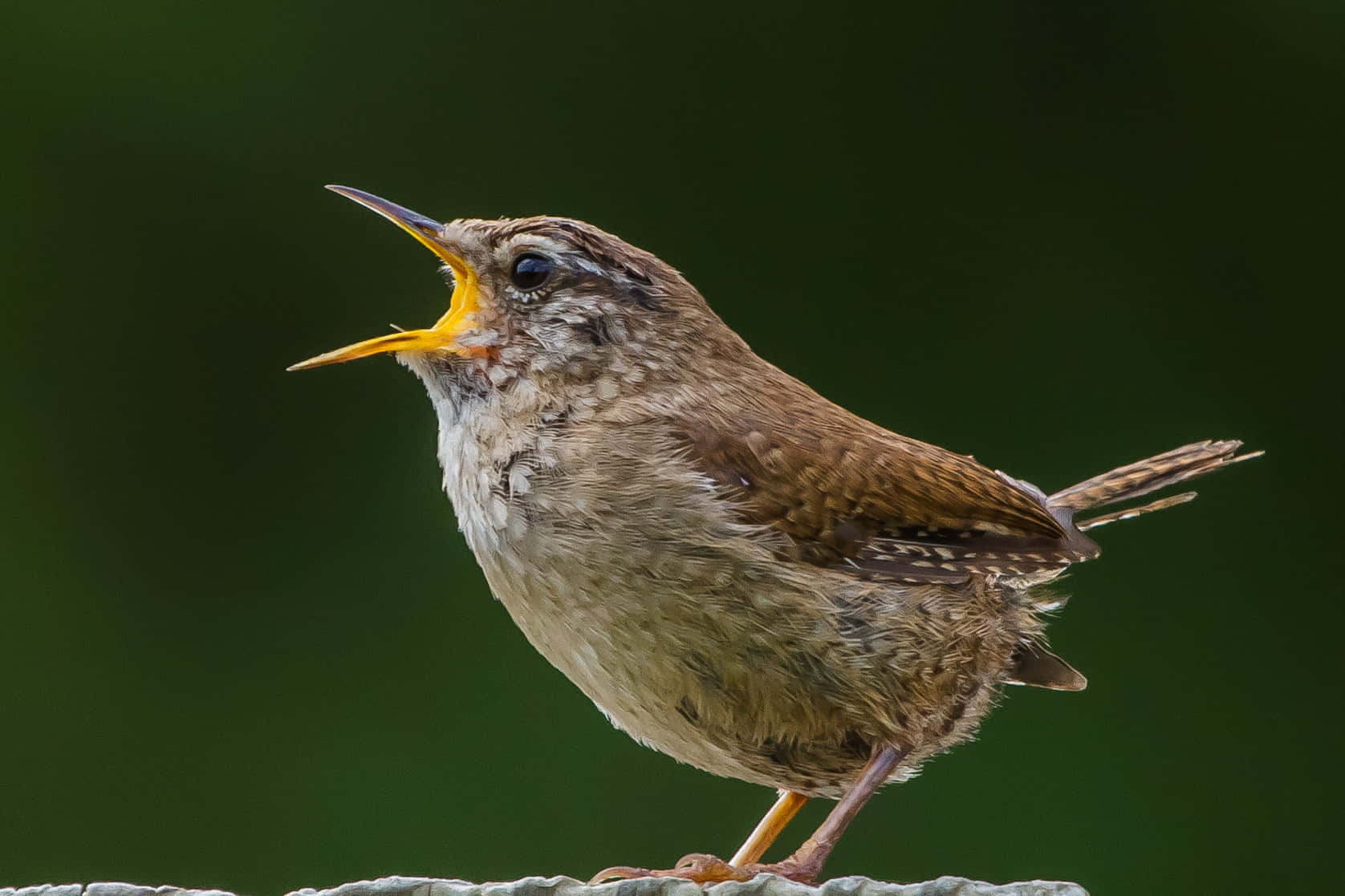Birds Chirping, brown bird, bright yellow beak, HD Desktop Wallpaper