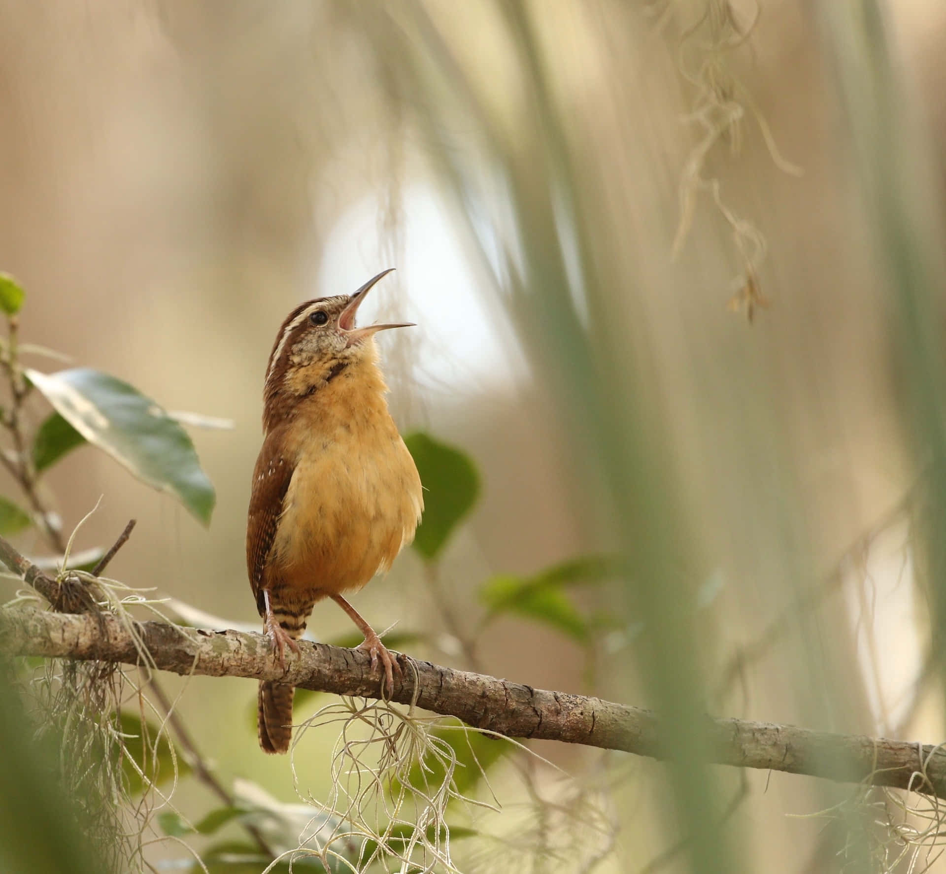 birds chirping, brown bird, streaked head, Full HD Desktop Wallpaper