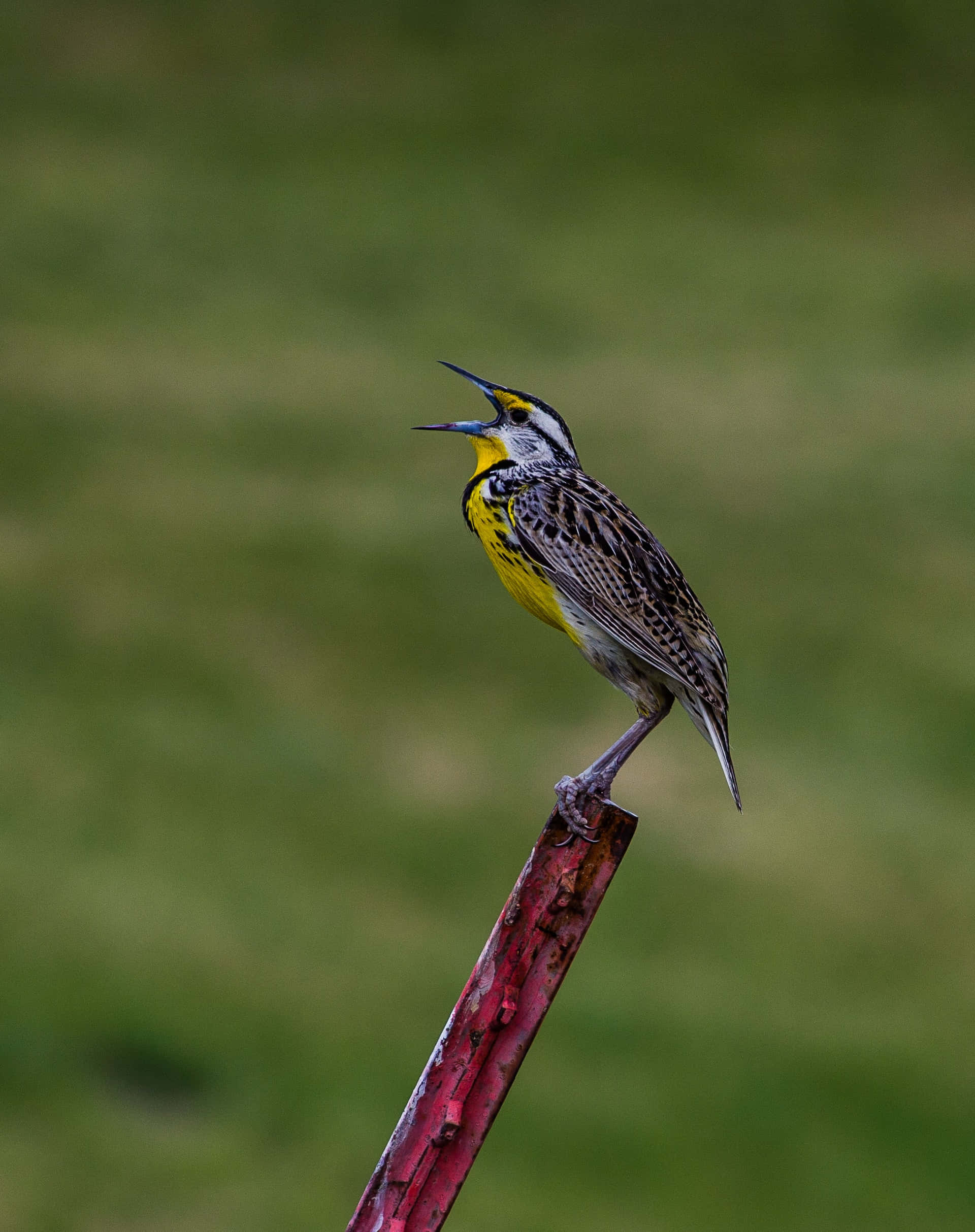 Birds Chirping, vibrant yellow bird, black and white markings, Full HD Phone Wallpaper