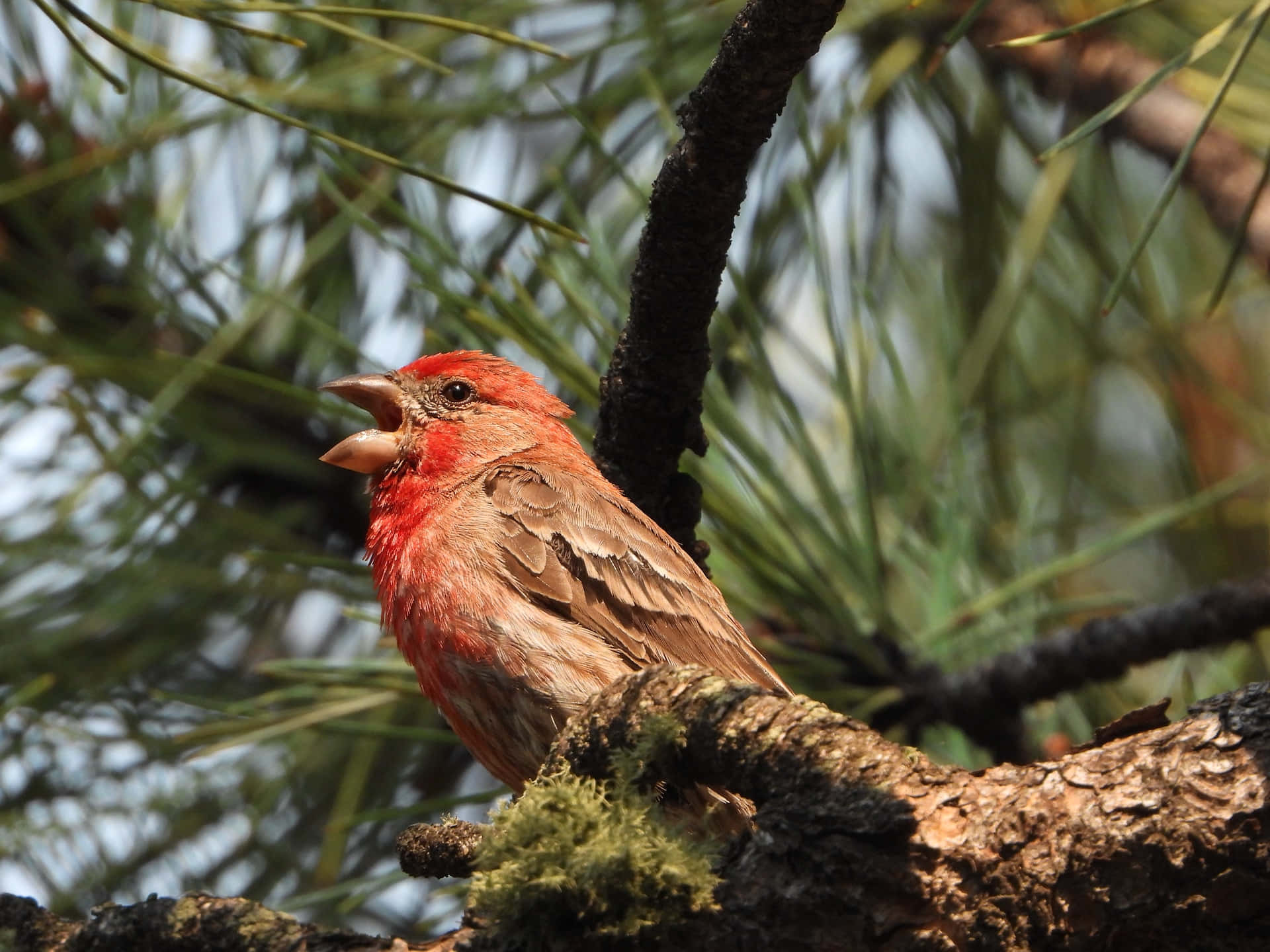 house finch, mossy pine branch, green needles, Full HD Desktop Wallpaper