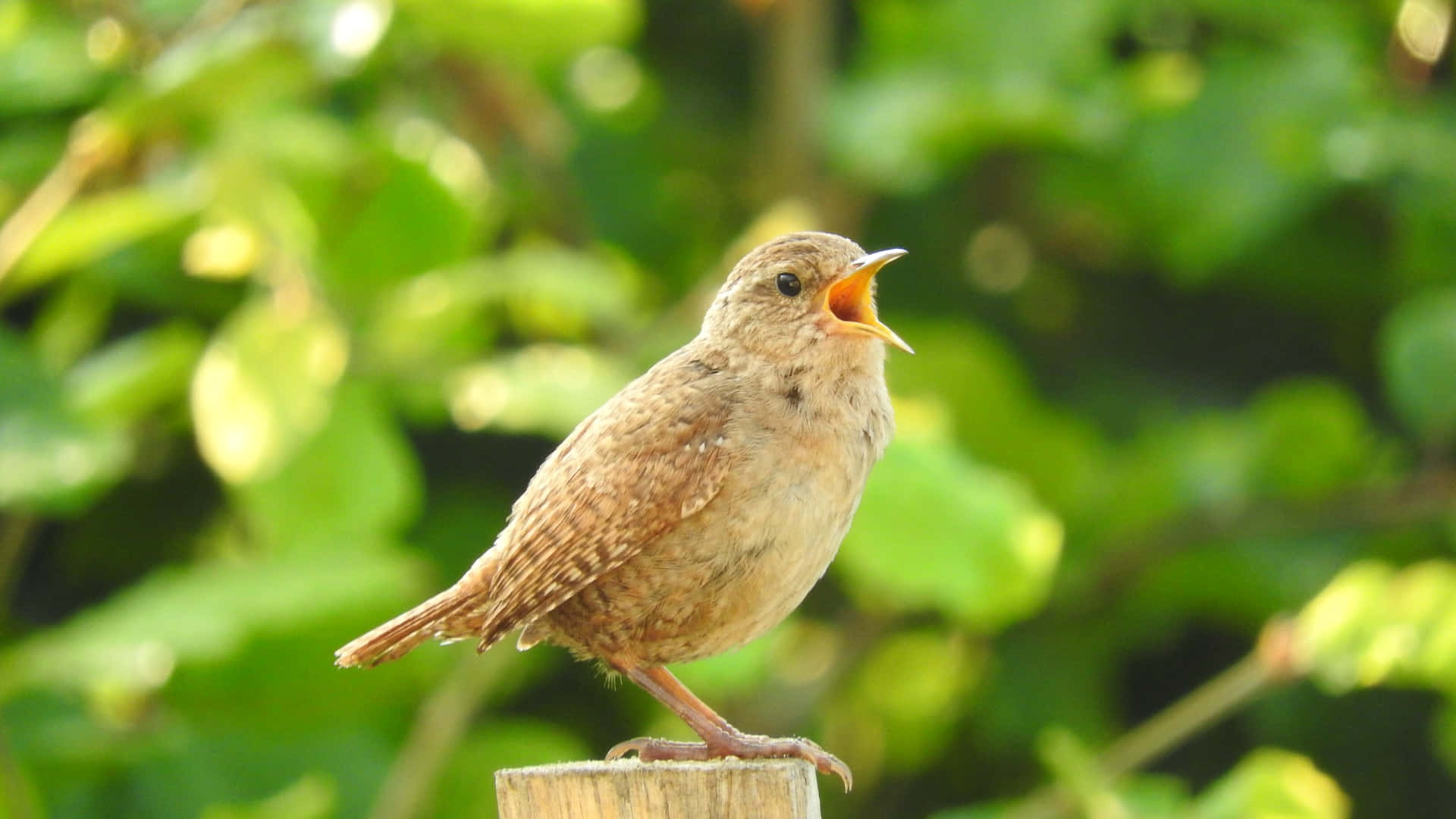 Birds Chirping, small brown bird, wooden post, Full HD Desktop Wallpaper