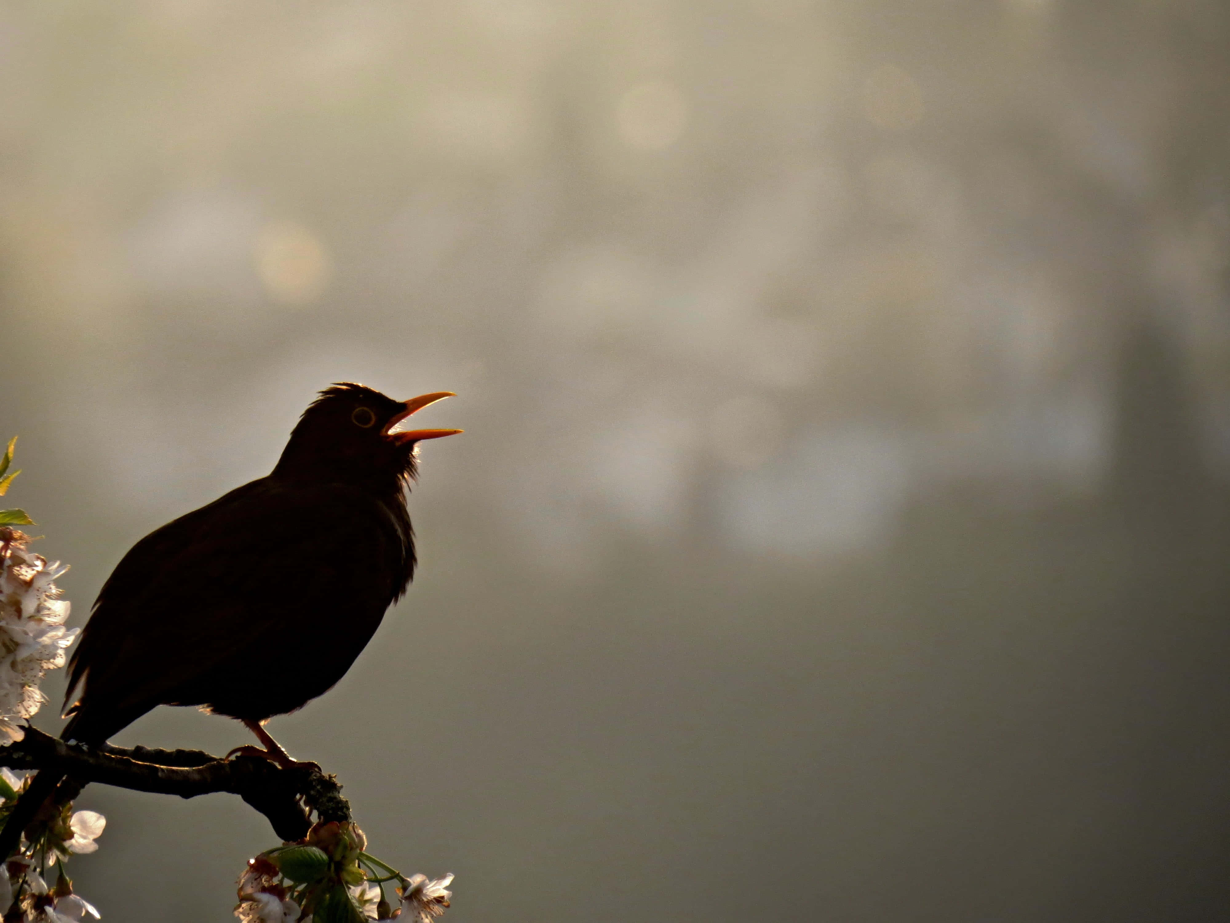 birds chirping, lush, green forest, silhouette of a bird, 4K Desktop Wallpaper