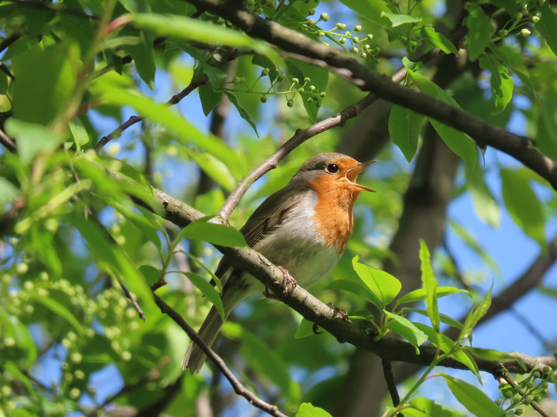 European robin, sunlit branch, vibrant green leaves, Full HD Desktop Wallpaper