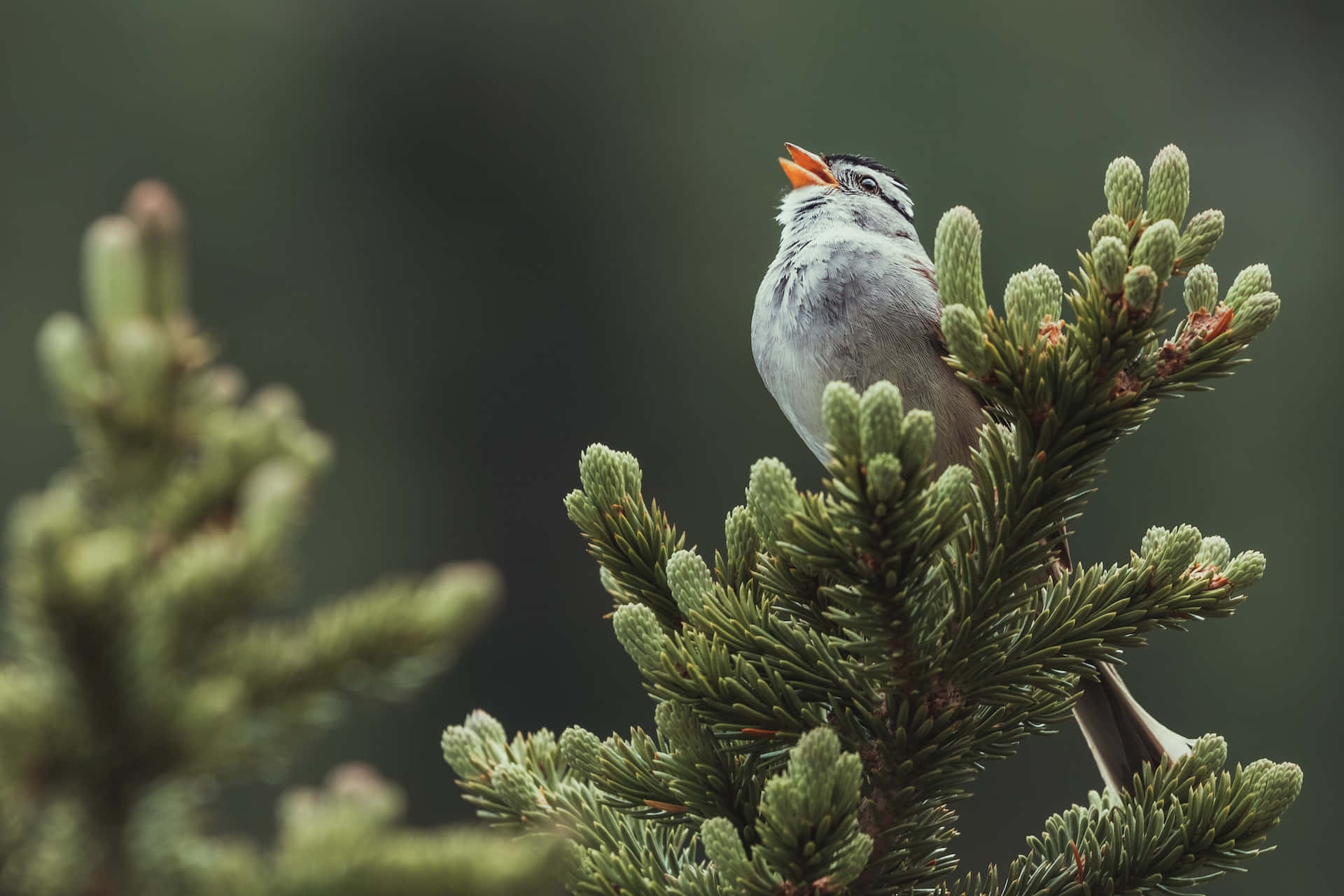 birds chirping, pine branch, white stripes, Full HD Desktop Wallpaper
