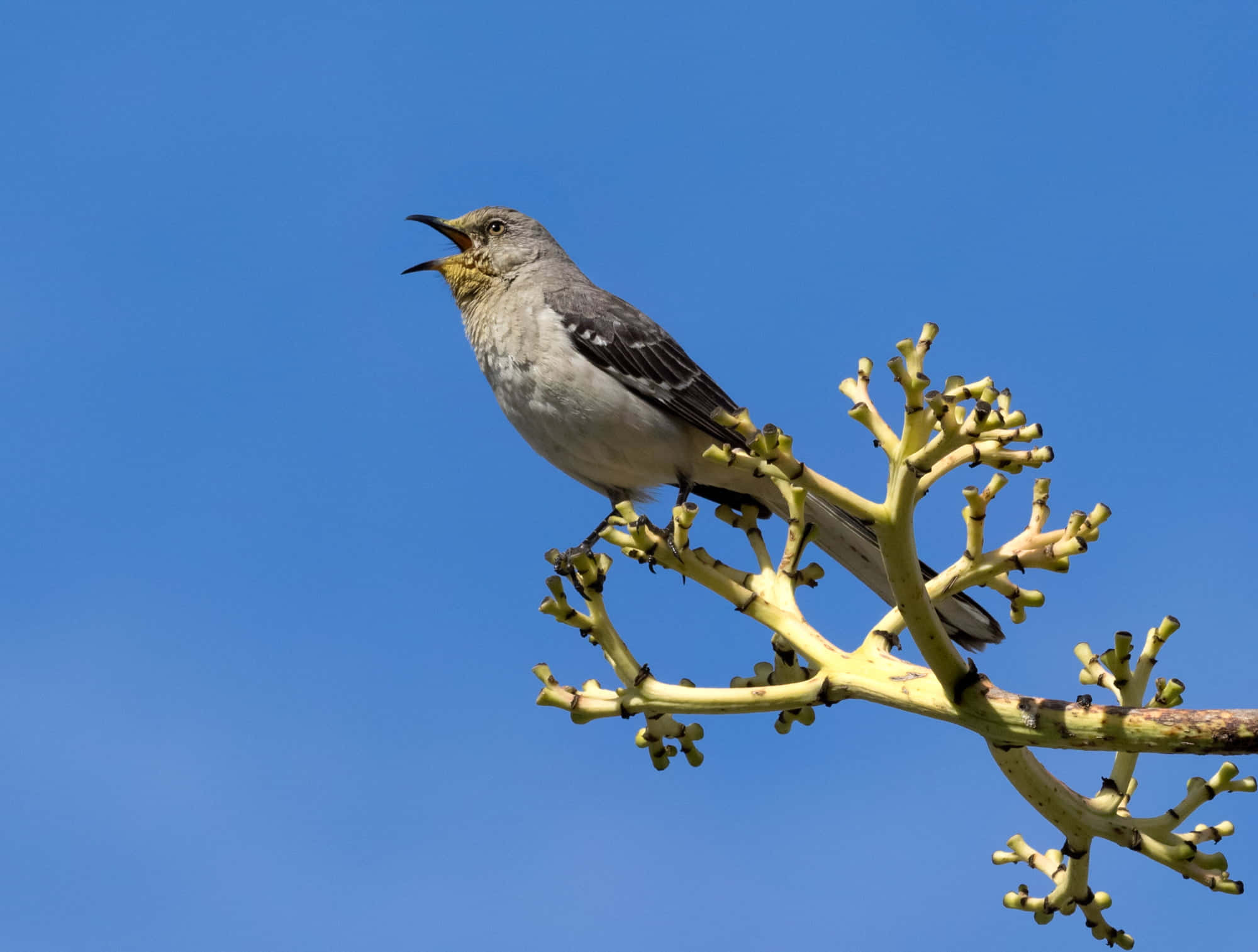 Birds Chirping, gray bird, yellow throat, Full HD Desktop Wallpaper