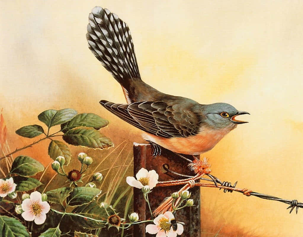 Birds Chirping, blue head, orange breast, SD Desktop Wallpaper