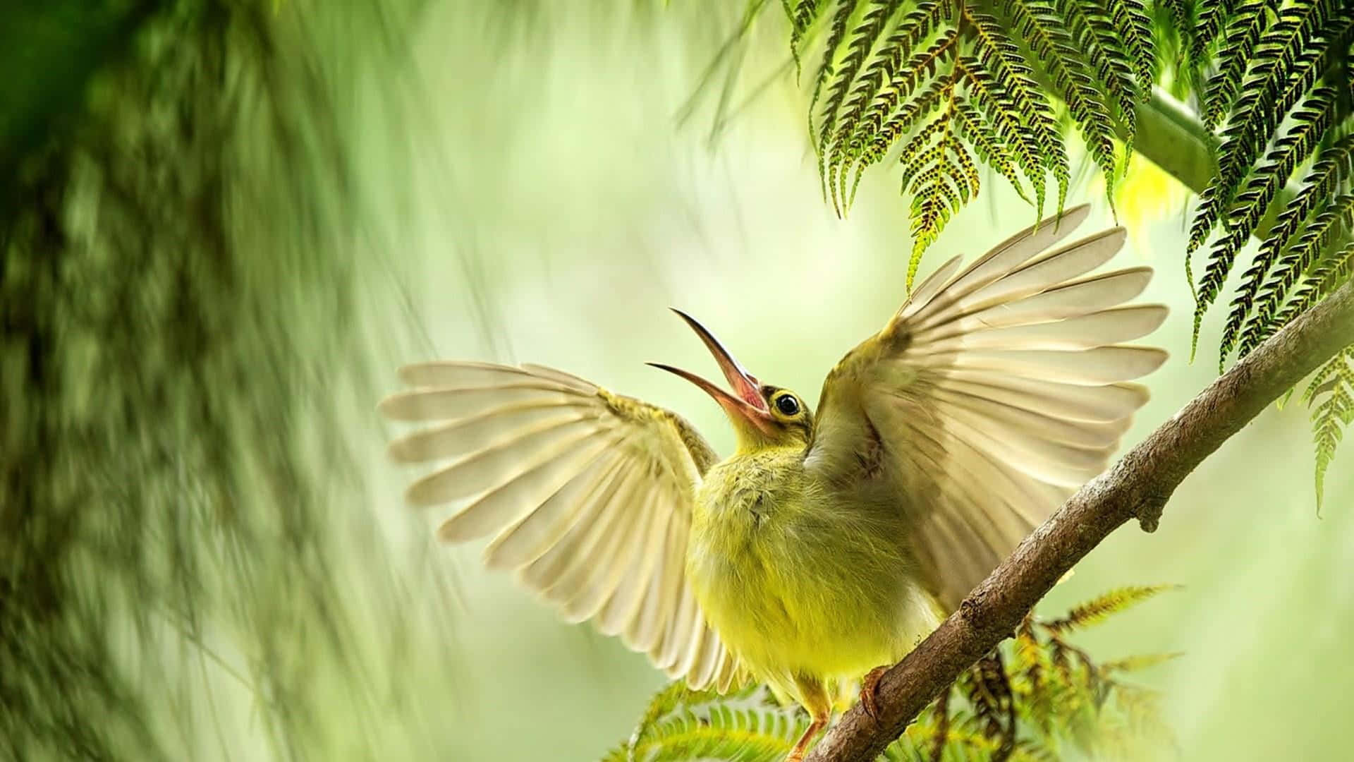 birds chirping, 1920 x 1080, morning symphony, Full HD Desktop Wallpaper
