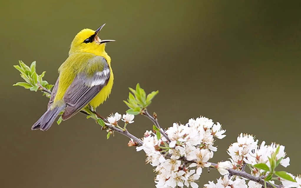 yellow warbler, blossoming branch, white flowers, SD Desktop Wallpaper