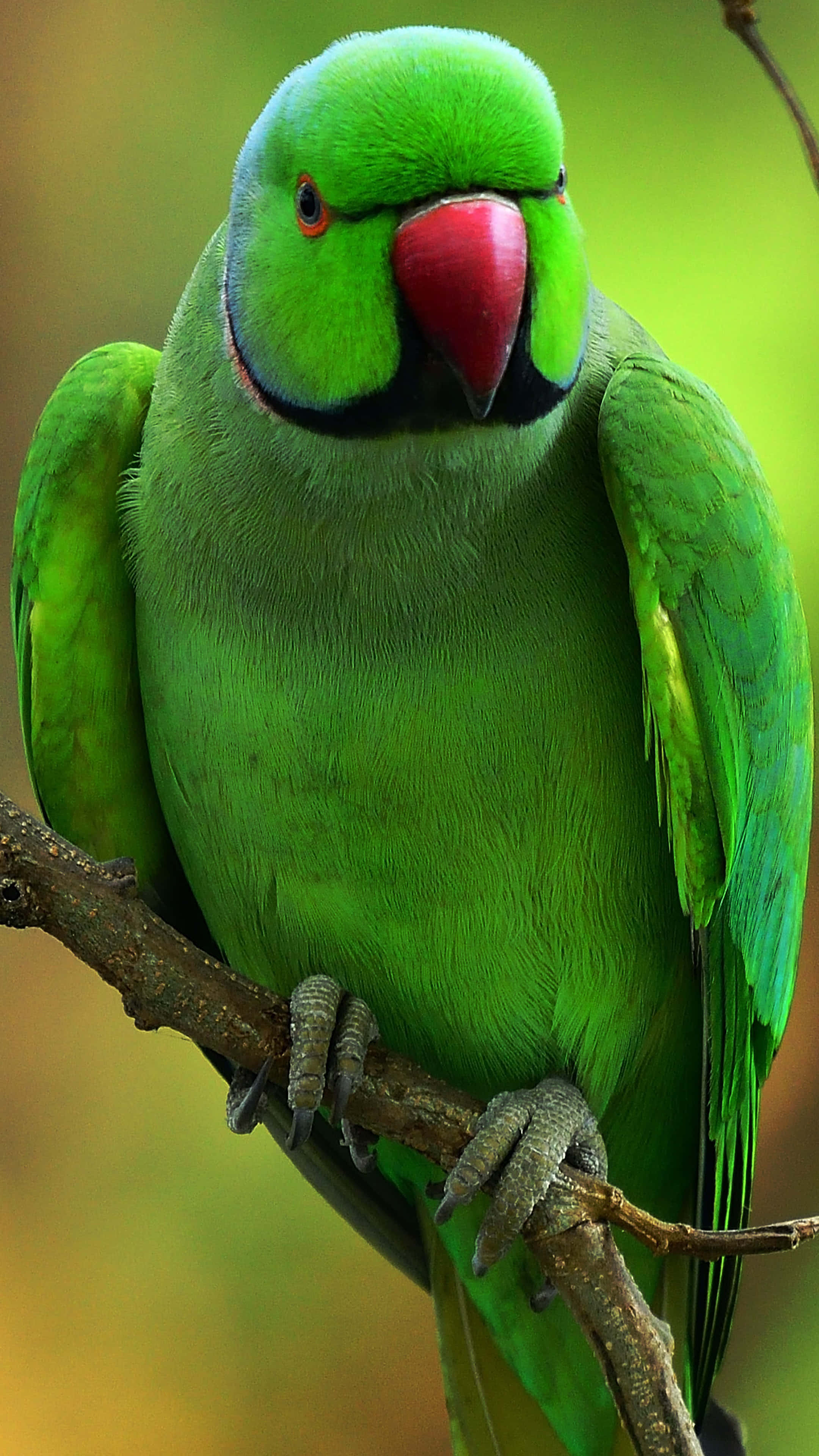 angry green parrot, vibrant green parrot, red beak, 4K Phone Wallpaper