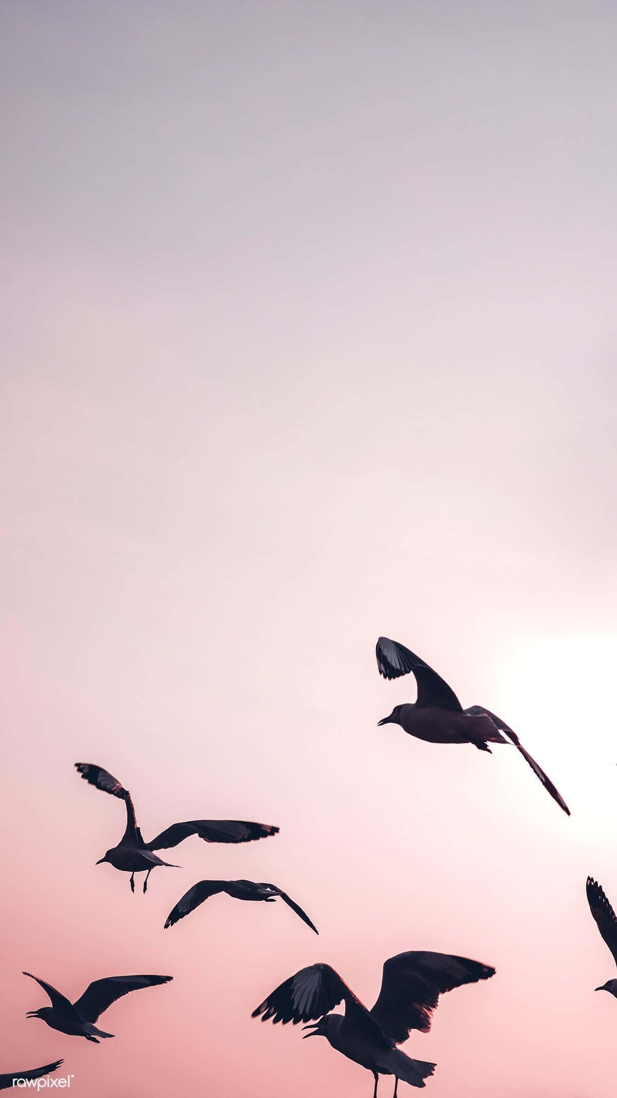 seagulls, twilight sky, pink, Full HD Phone Wallpaper