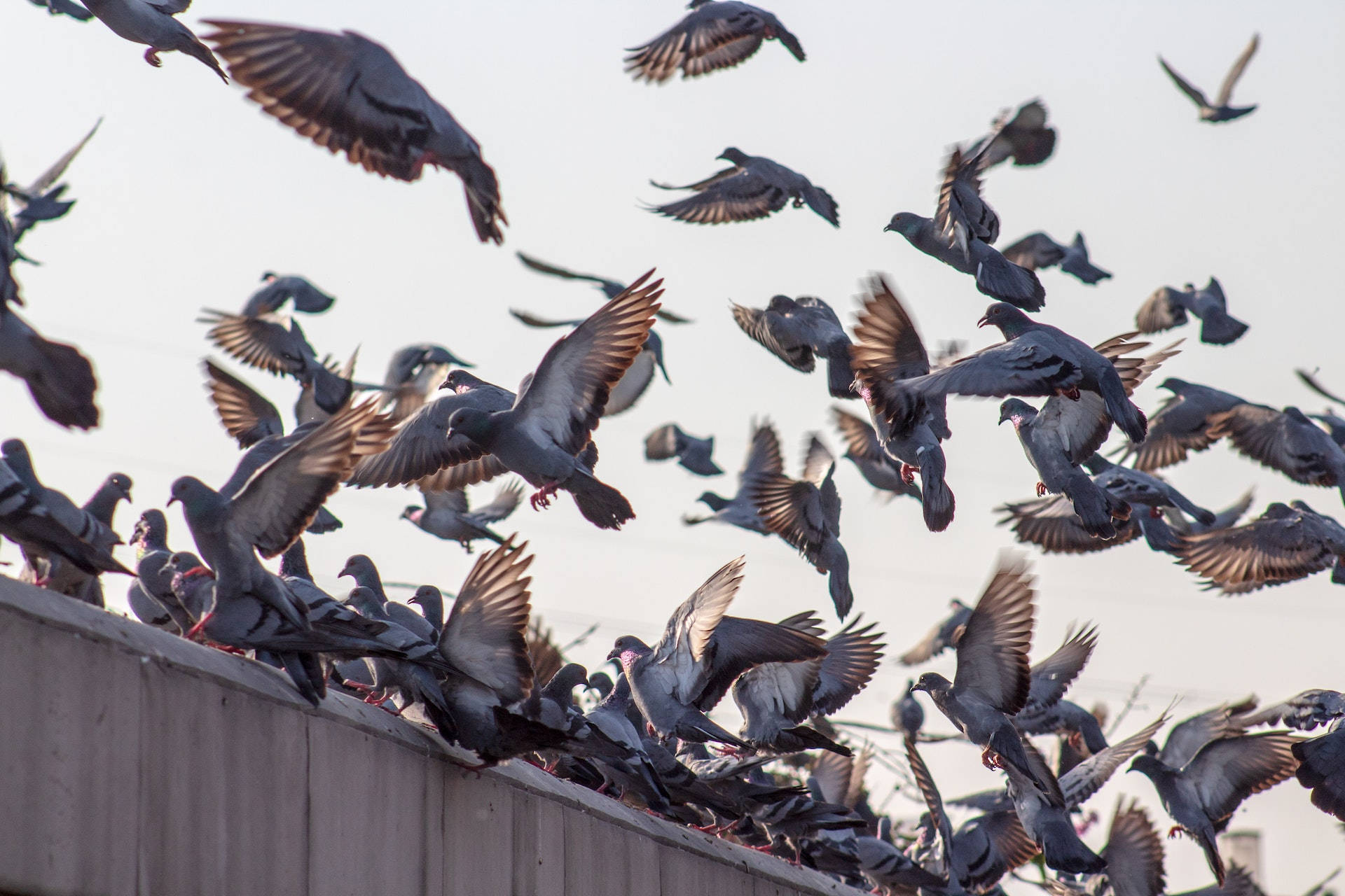 flock of pigeons, wooden ledge, pale sky, Full HD Desktop Wallpaper