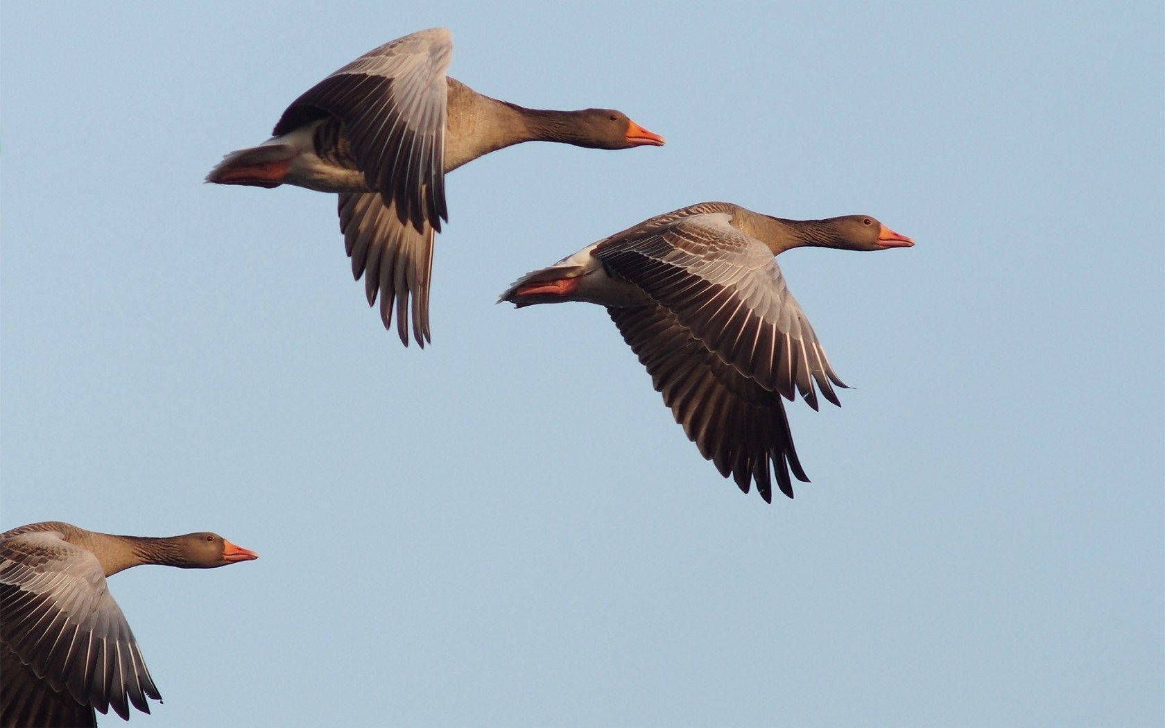 three geese, wings spread wide, clear pale blue sky, HD Desktop Wallpaper