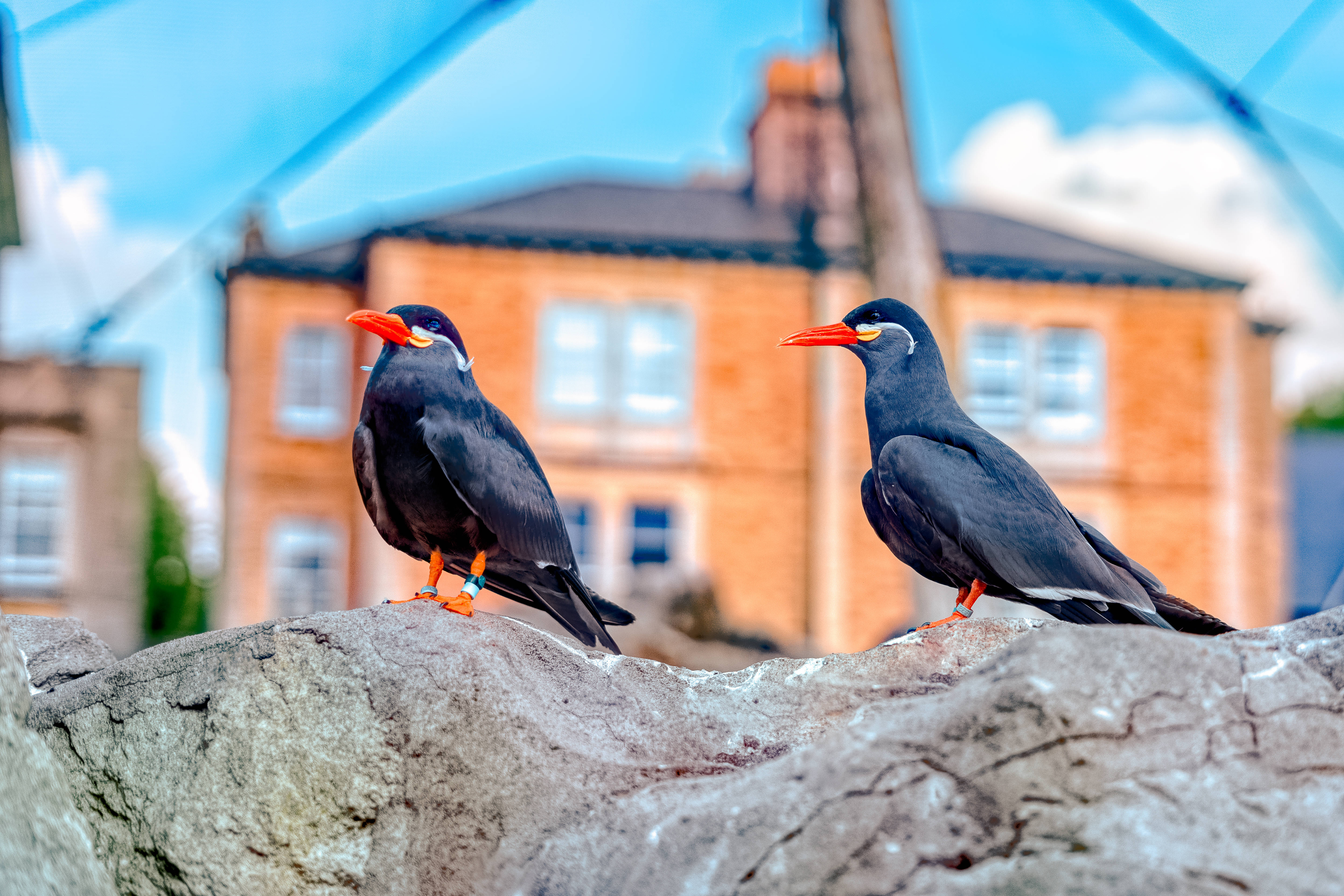 black birds, rock, 5K Desktop Wallpaper