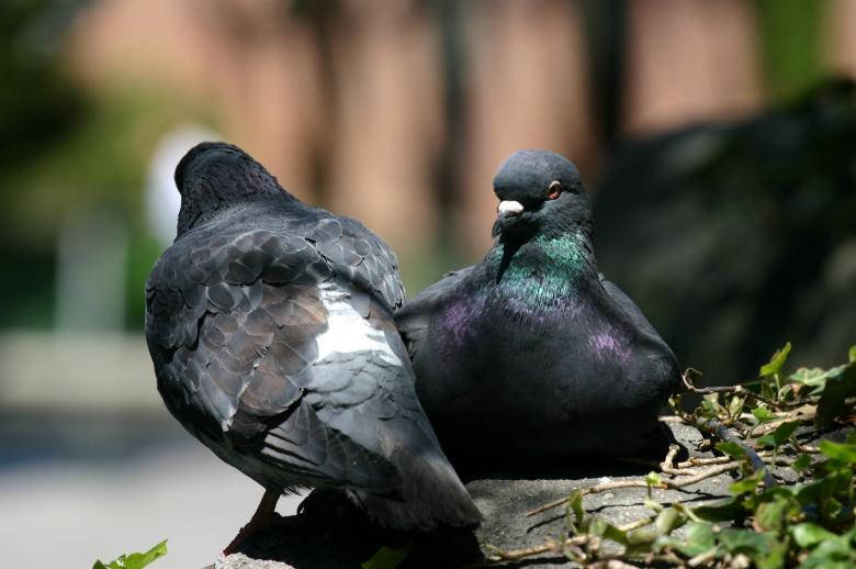 black pigeons, sunlit stone ledge, green foliage, SD Desktop Wallpaper