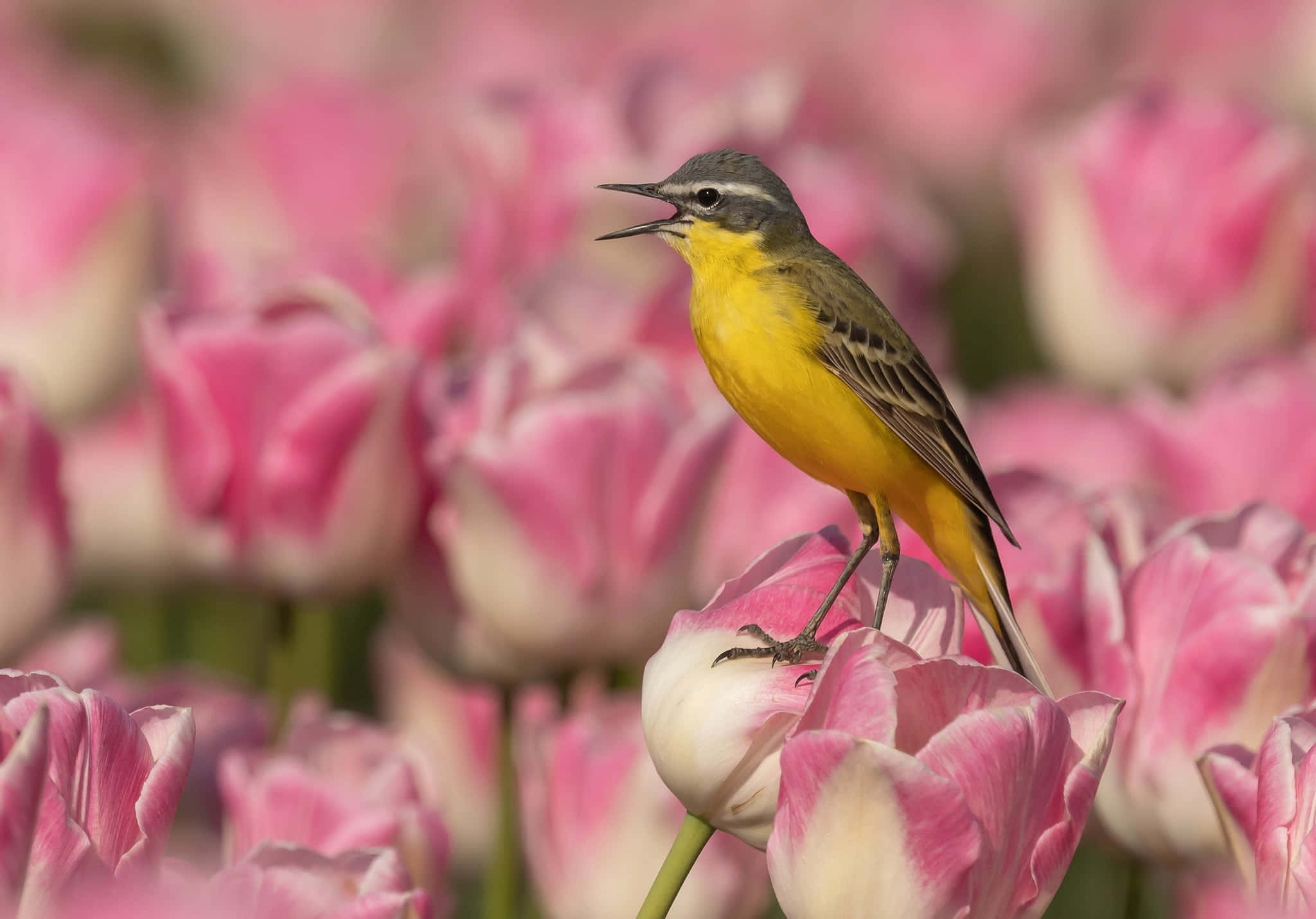 birds chirping, 2048 x 1430, yellow bird, Full HD Desktop Wallpaper