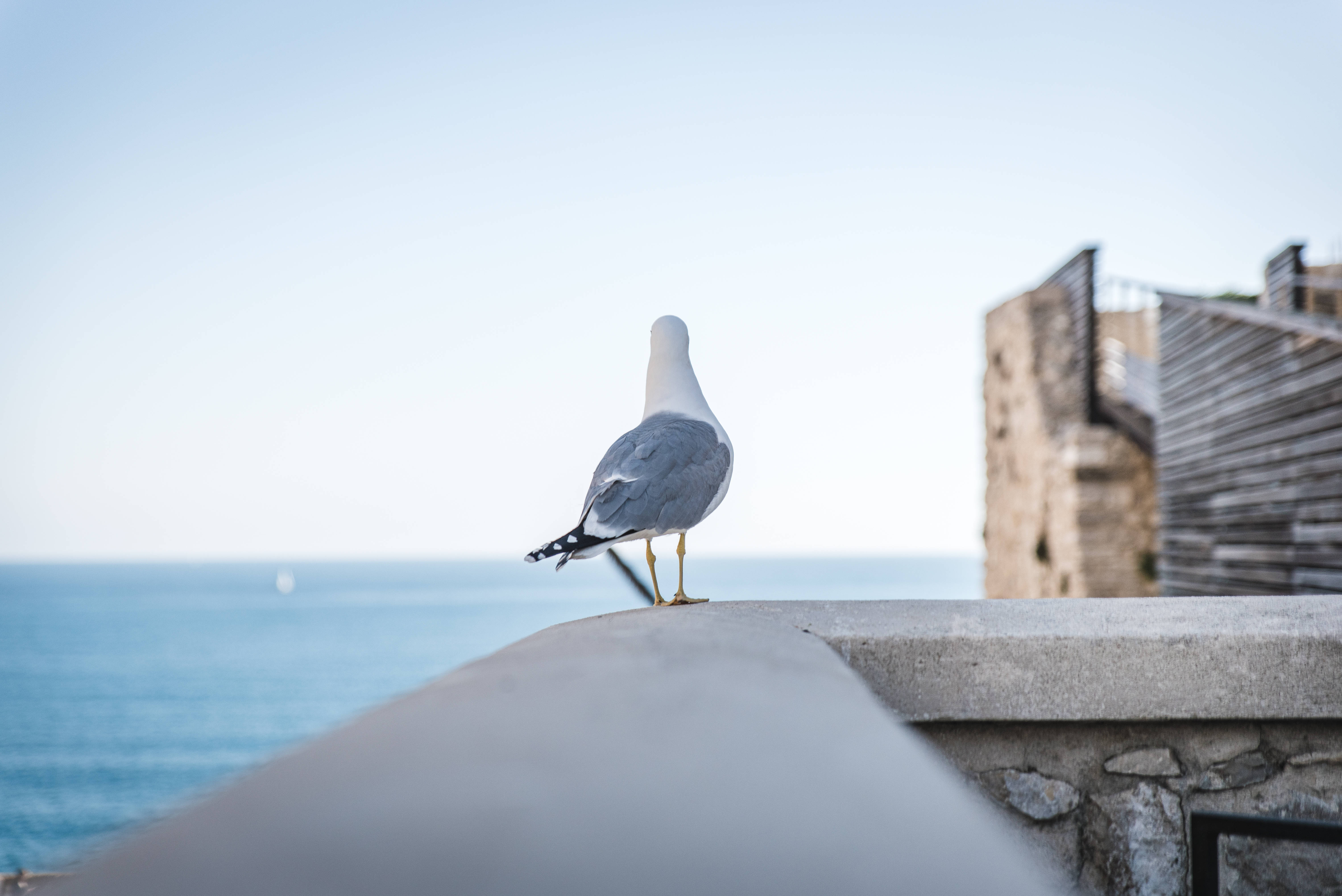 white and gray gull, concrete ledge, calm blue sea, 5K Desktop Wallpaper
