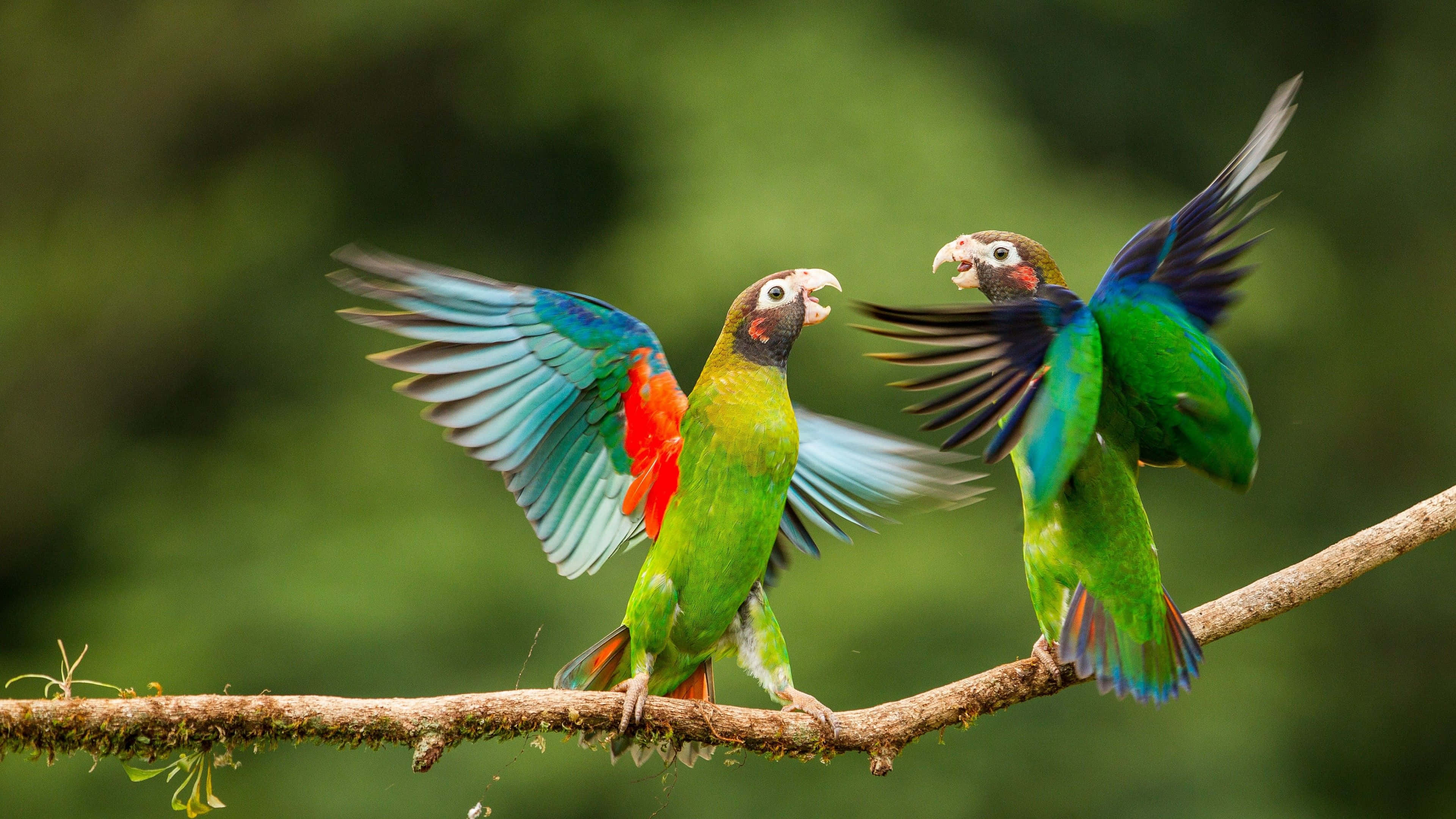 colorful parrots, green blue and red feathers, mossy branch, 4K Desktop Wallpaper