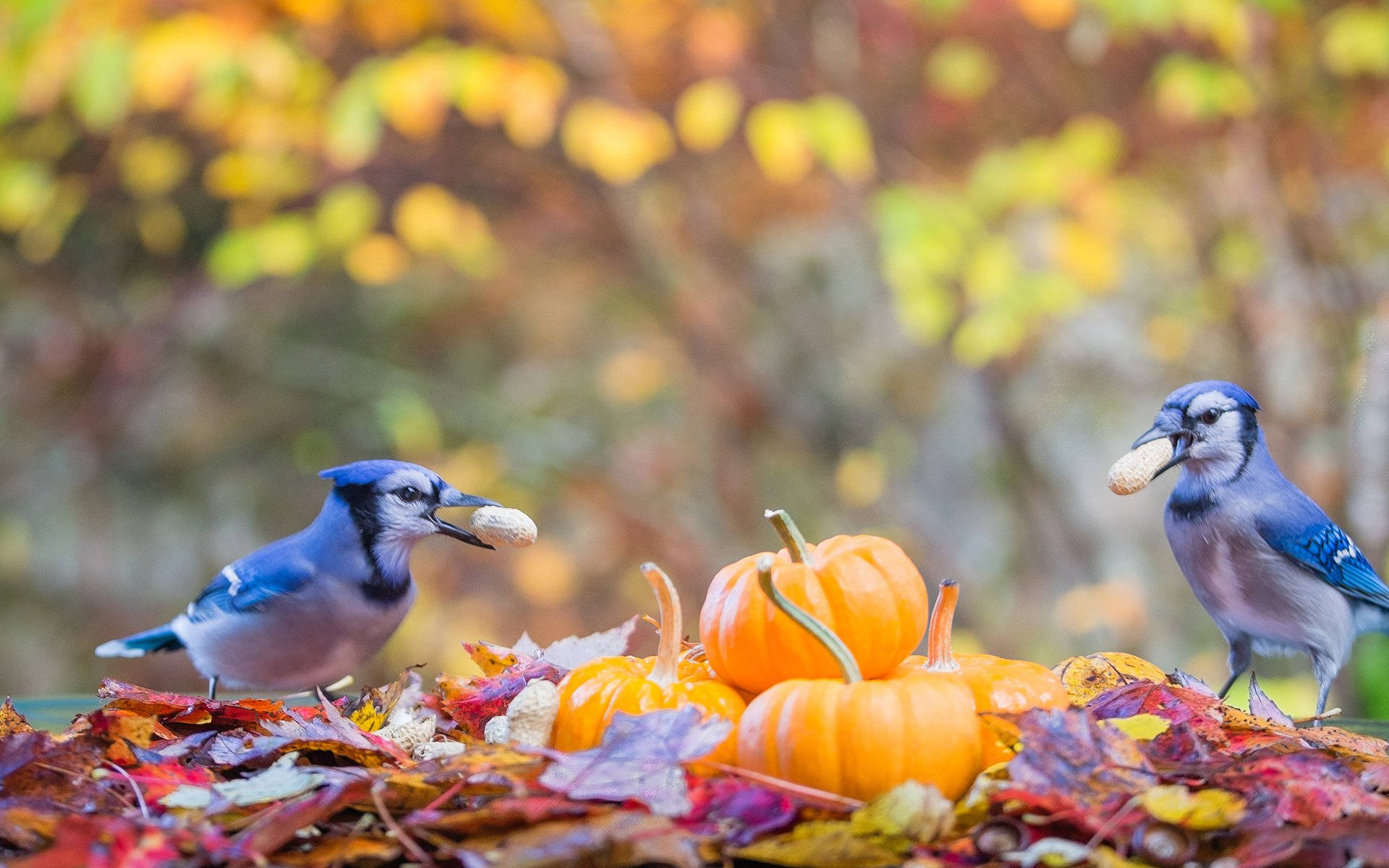 blue jays, autumn leaves, pumpkins, Full HD Desktop Wallpaper