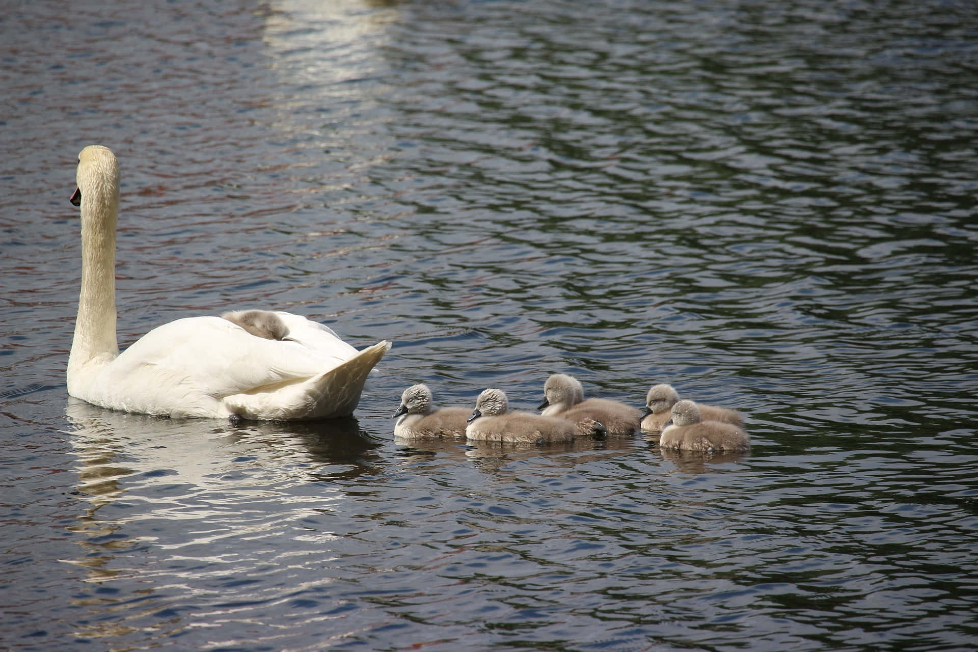 cygnets, mother bird, white swan, Full HD Desktop Wallpaper