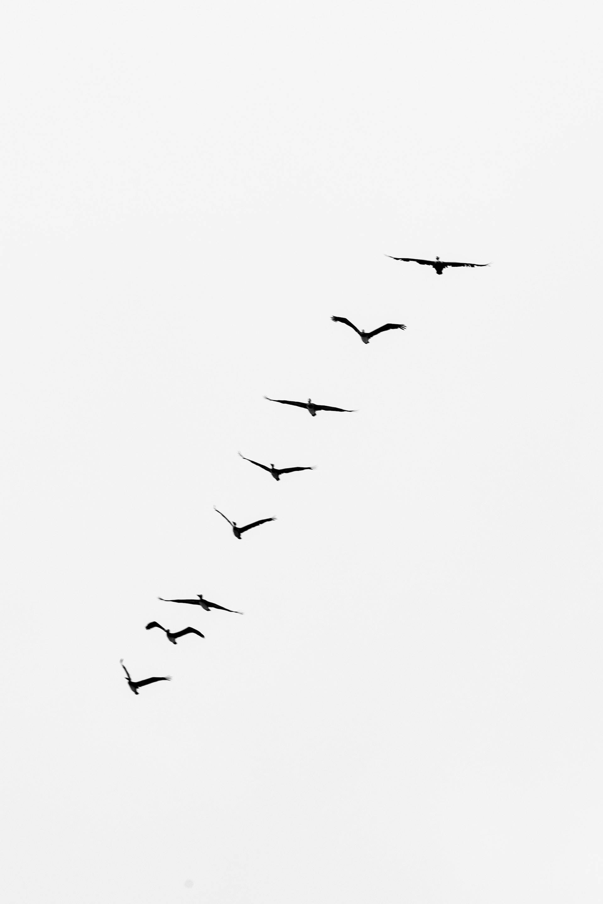 birds, V-formation, pale sky, 2K Phone Wallpaper