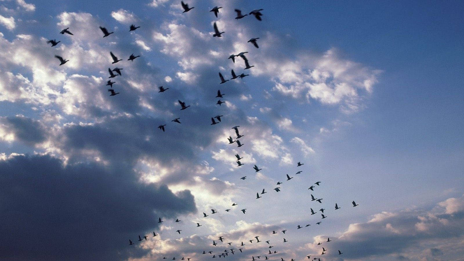 migratory birds, dramatic sky, scattered clouds, HD Desktop Wallpaper