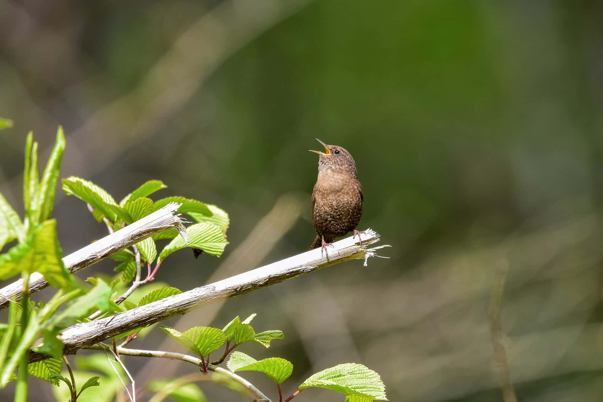 Birds Chirping, sunny day, brown bird, Full HD Desktop Wallpaper